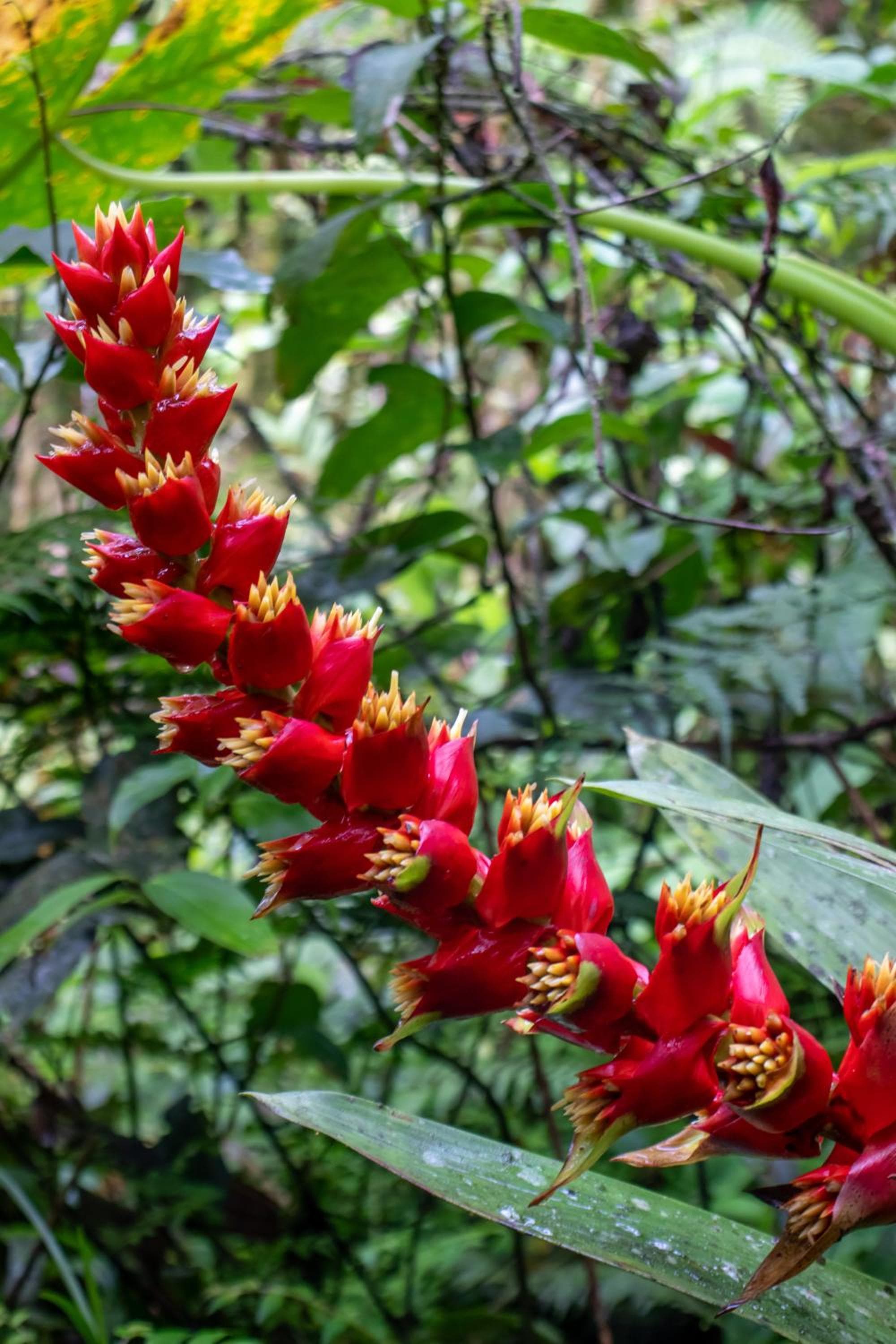 San Remo Ecolodge photo 9