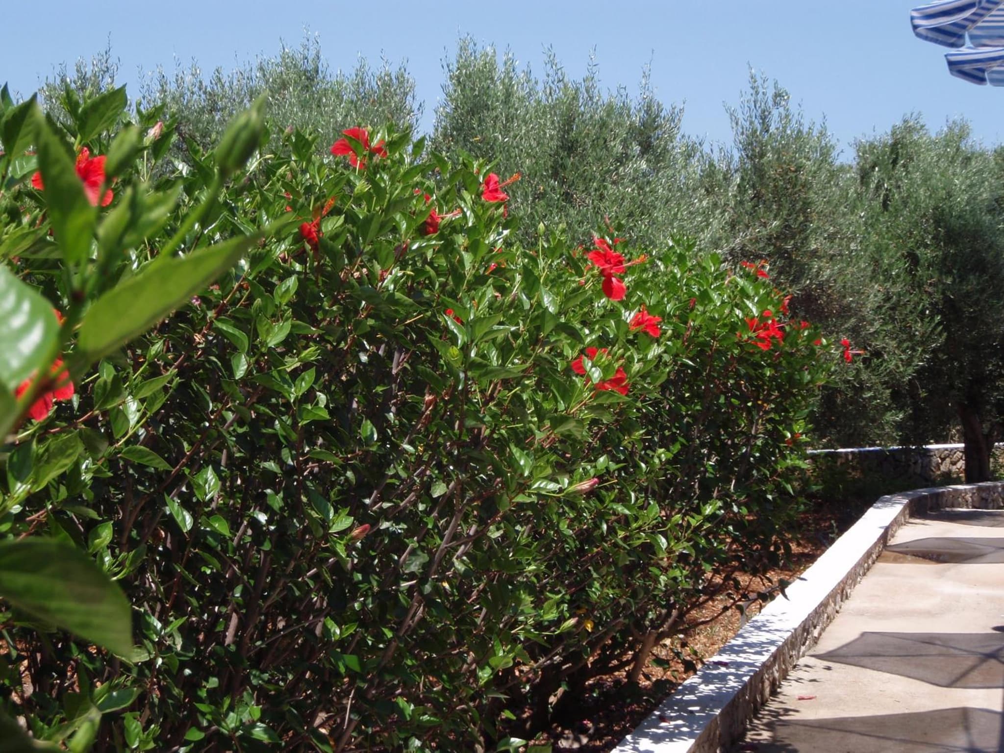 Villas Michalis photo 4