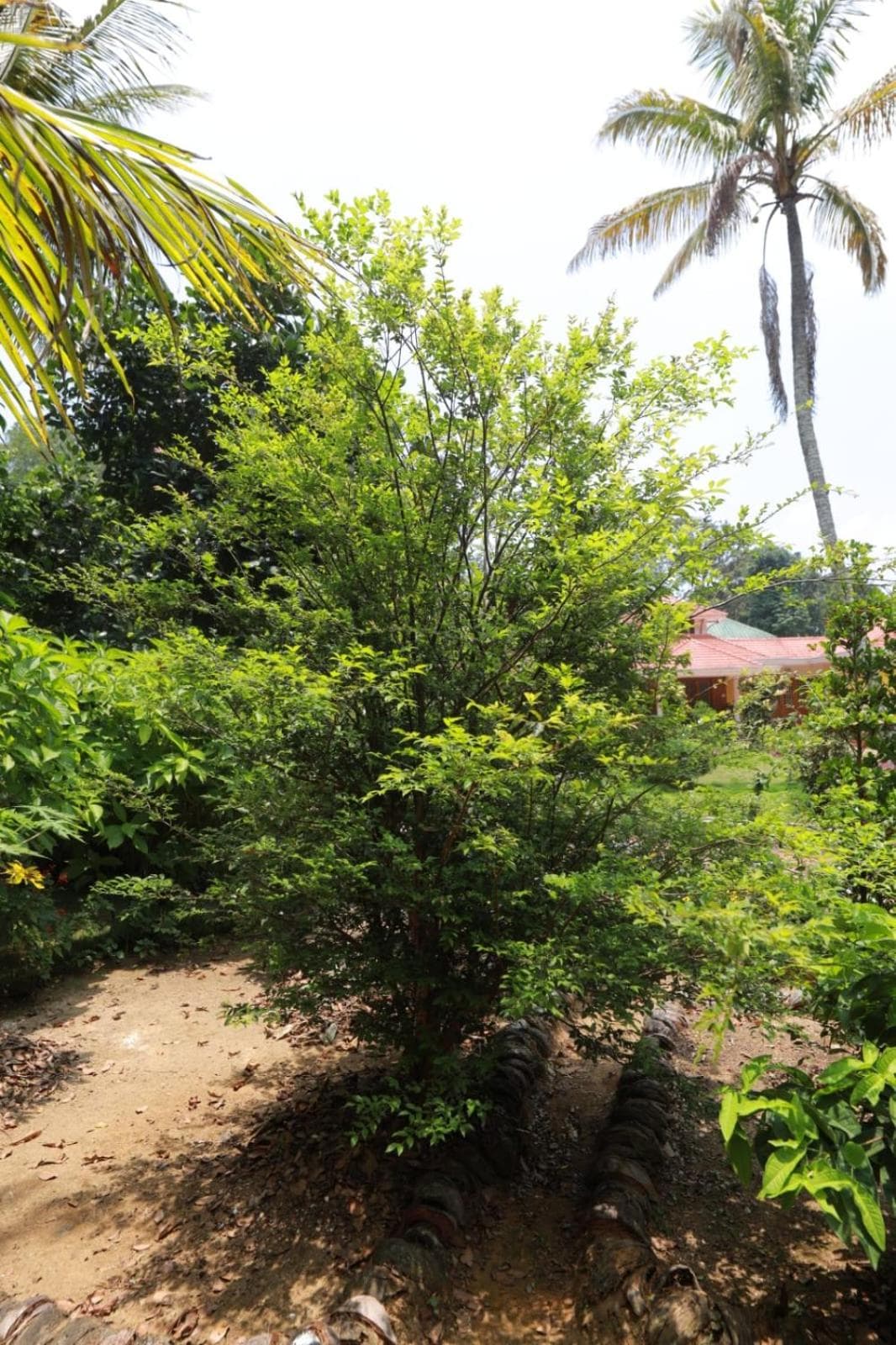 Green Shades photo 3