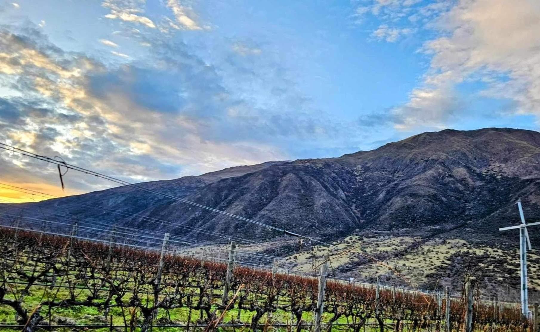 The Vines - Gibbston photo 2
