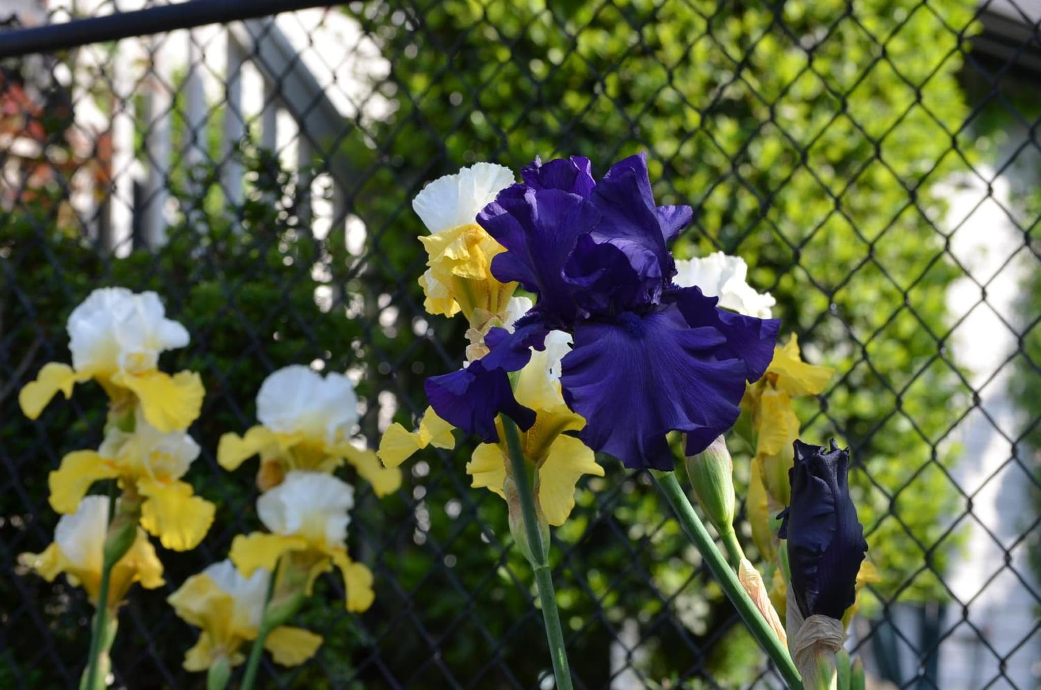 Eagle Rock Bed and Breakfast photo 8
