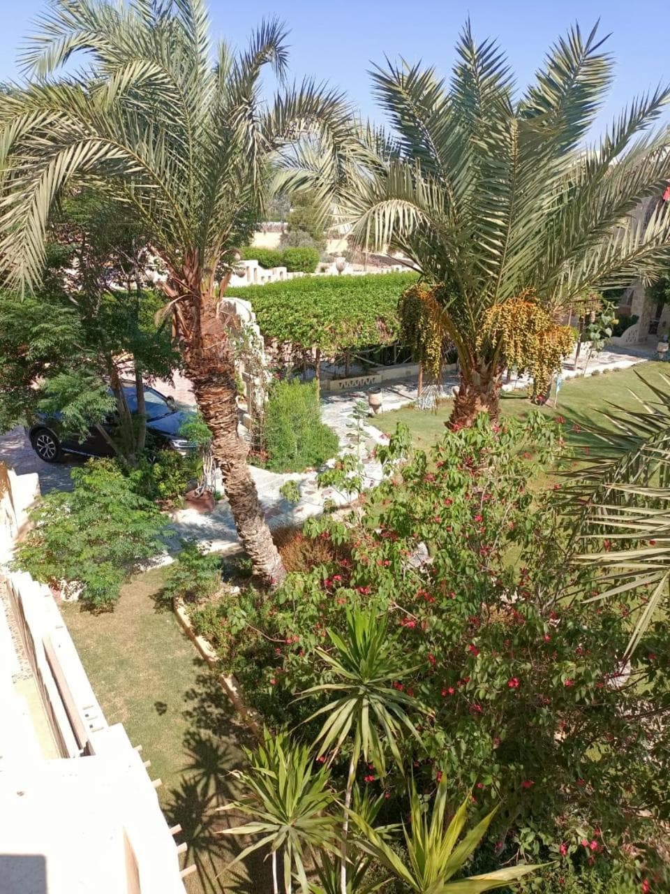 palm shadow resort photo 2