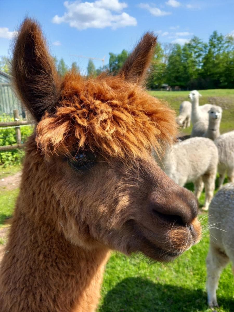 slapen bij alpacas photo 5