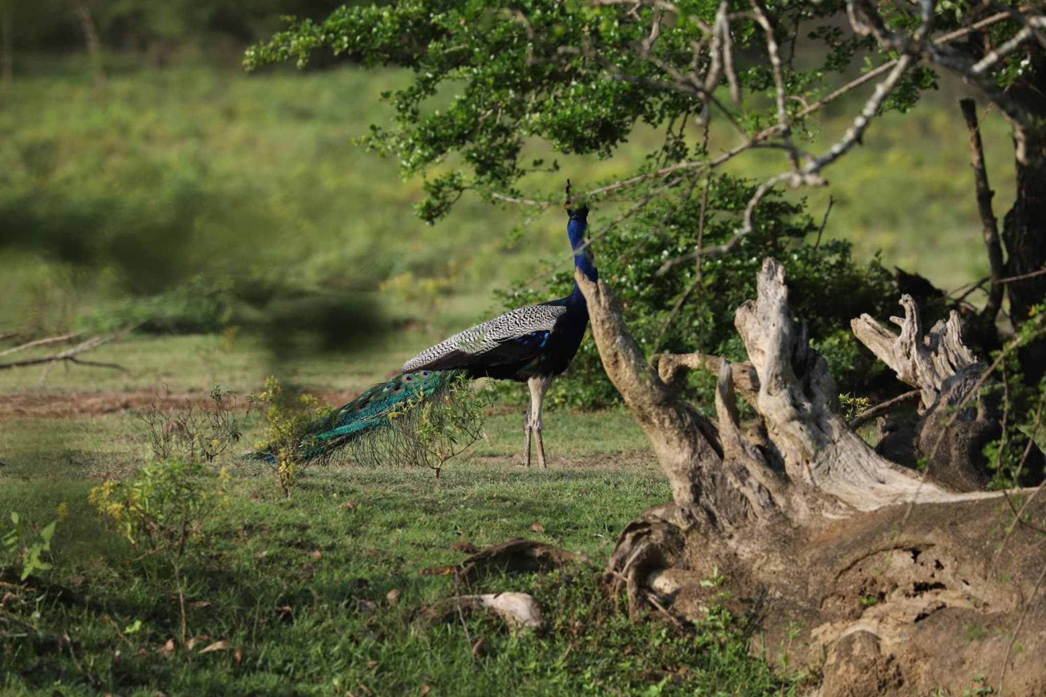 Green Nest Yala photo 8