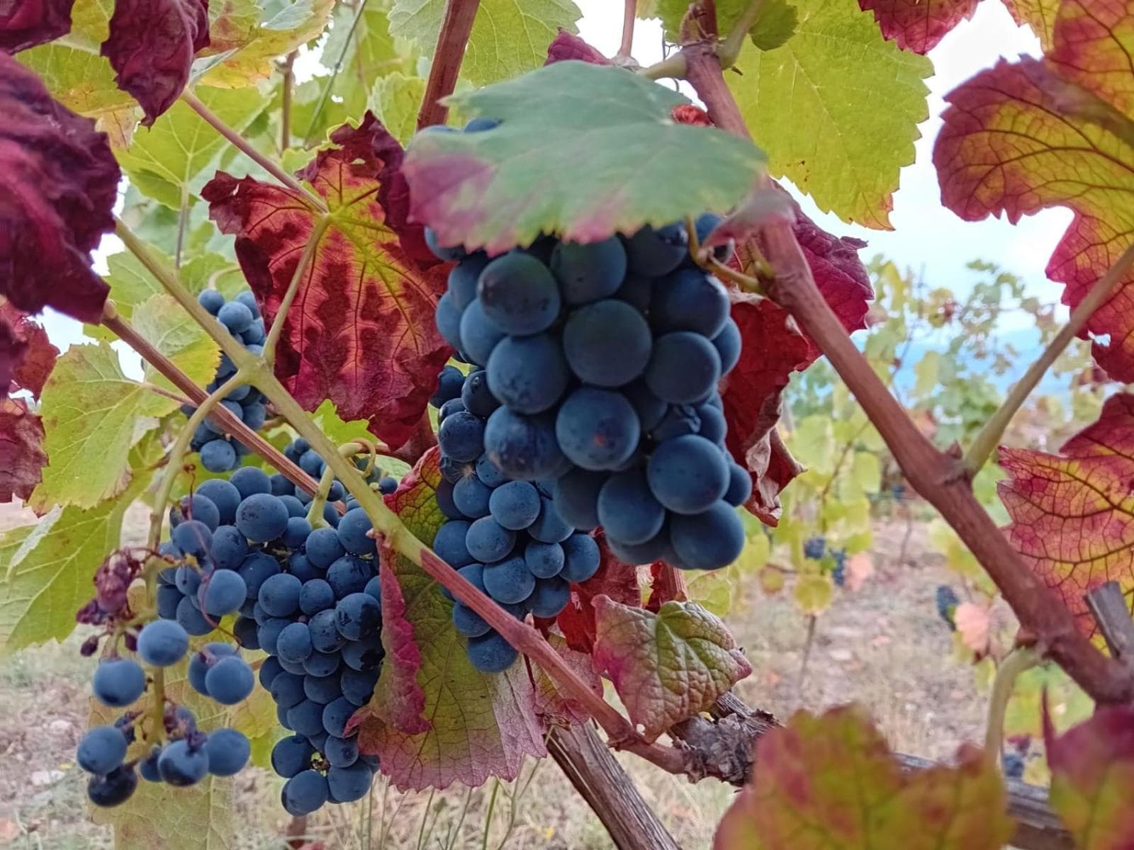 Quinta Manhas Douro photo 6