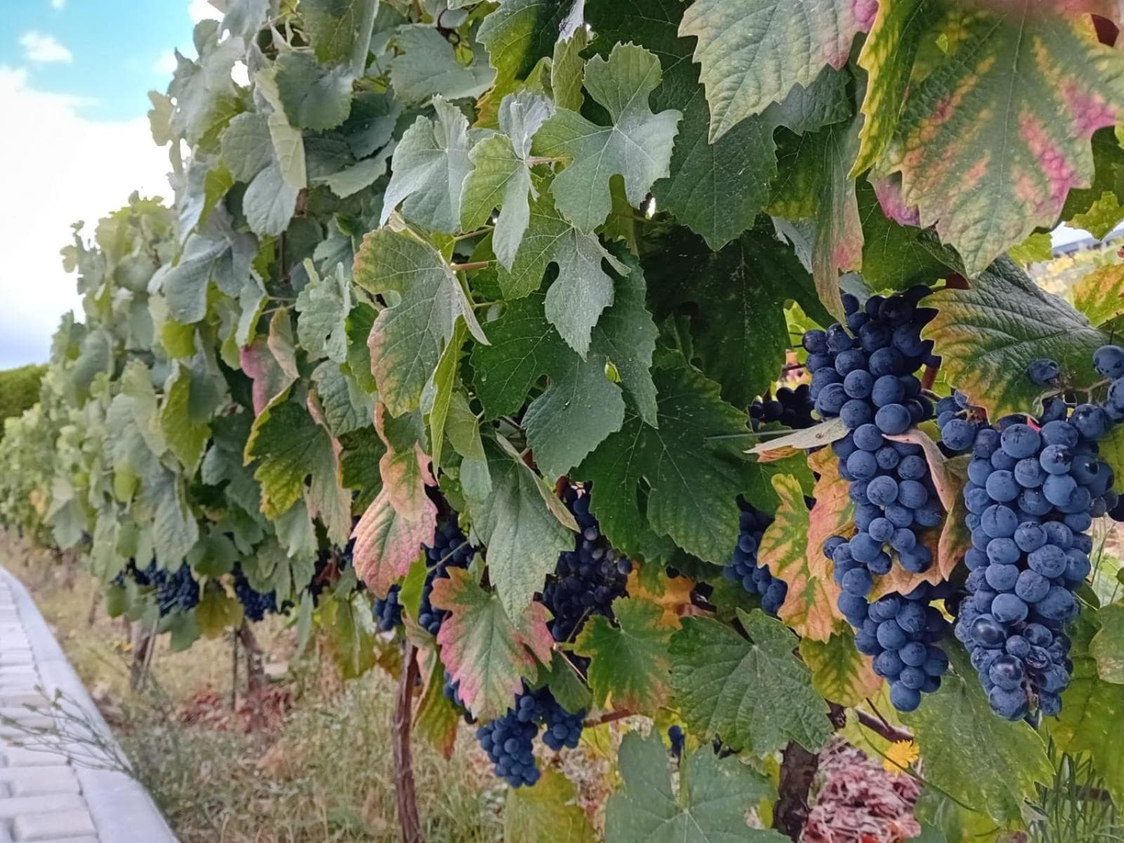 Quinta Manhas Douro photo 7