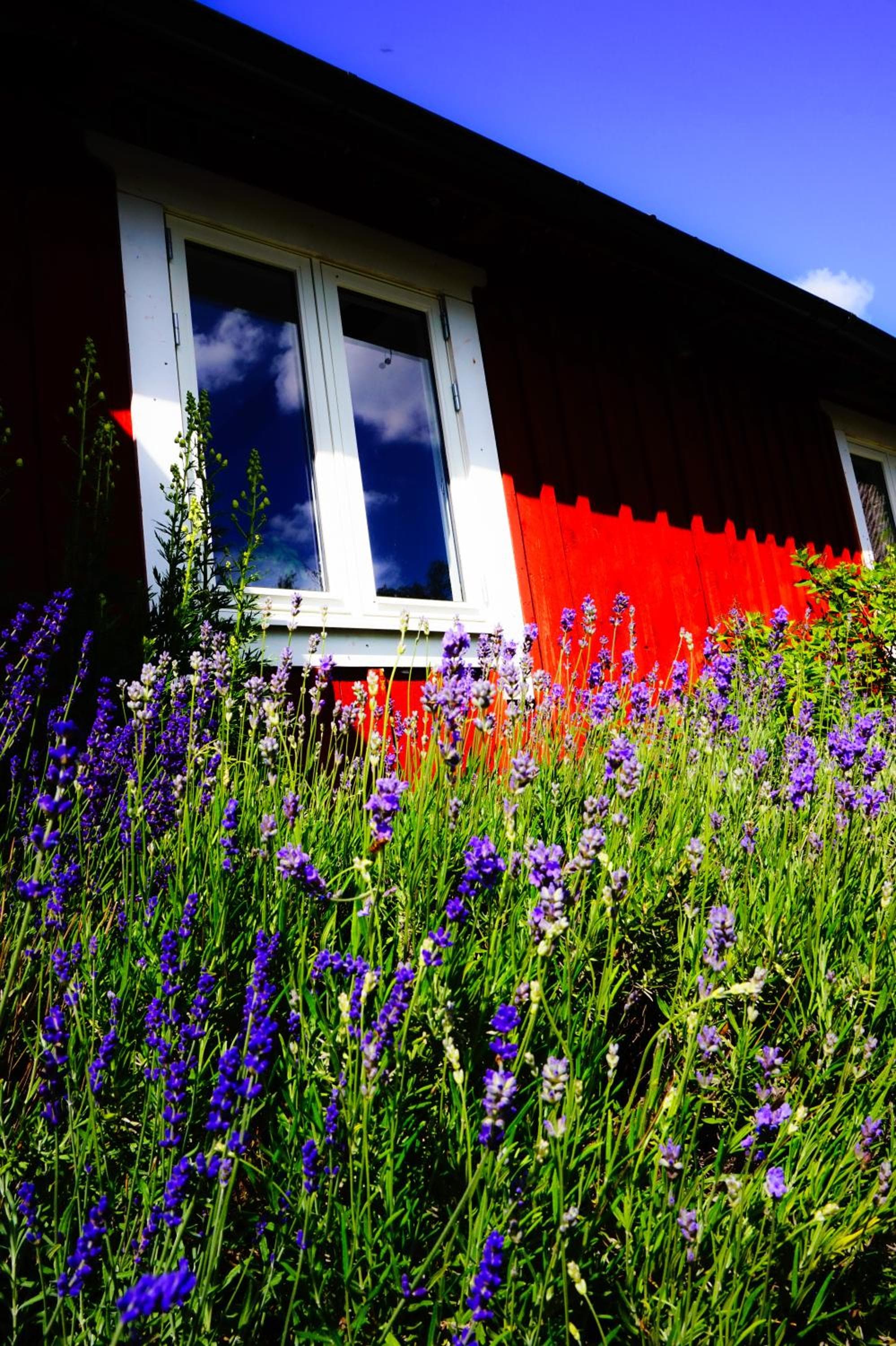 Liten Päronträdgård photo 6
