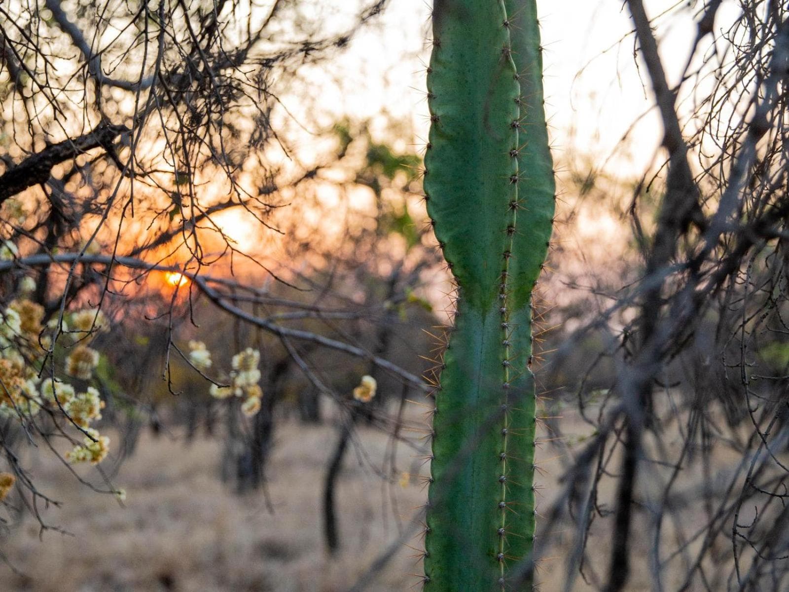 Minara Private Boutique Game Lodge photo 5