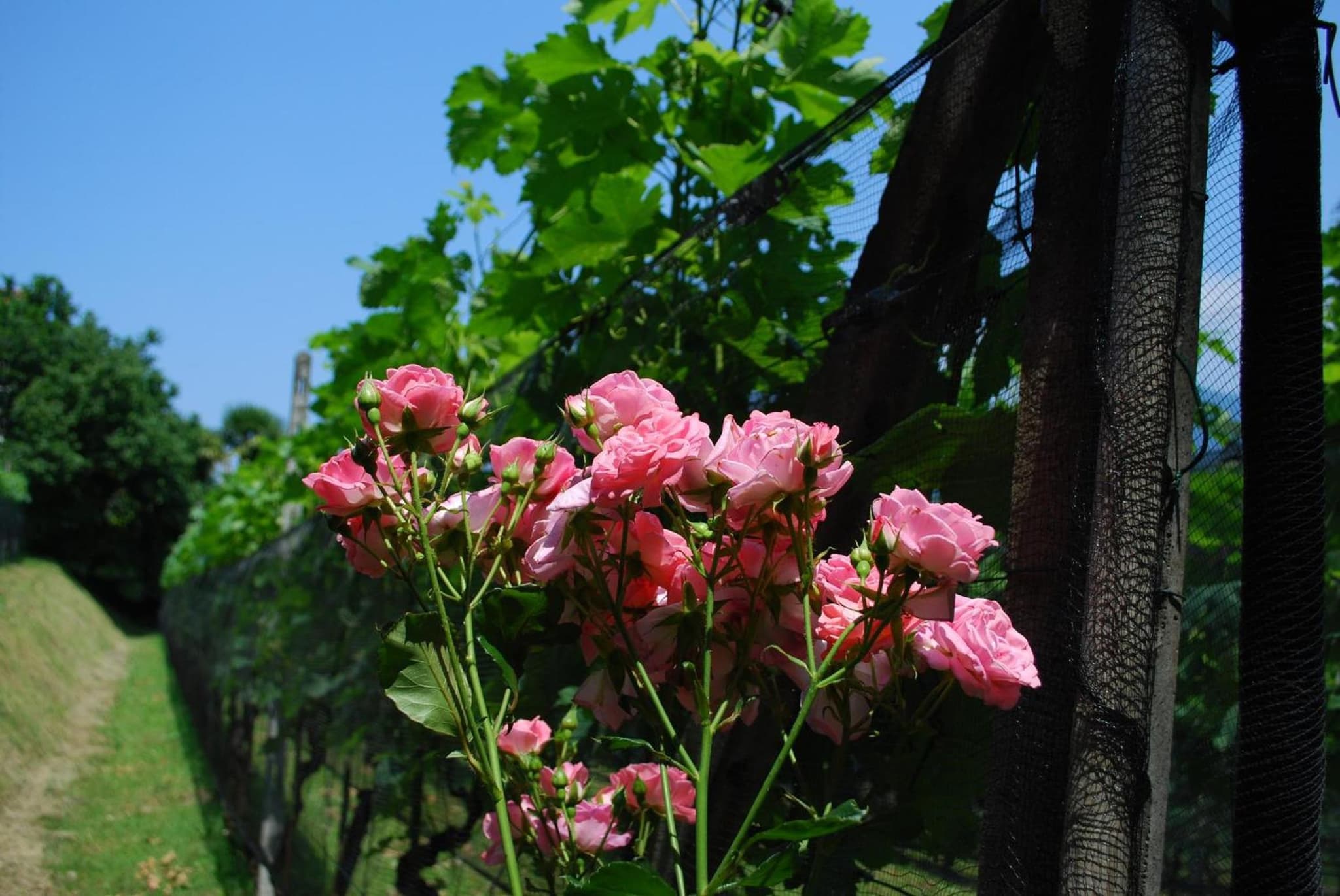 Continental Parkhotel photo 4