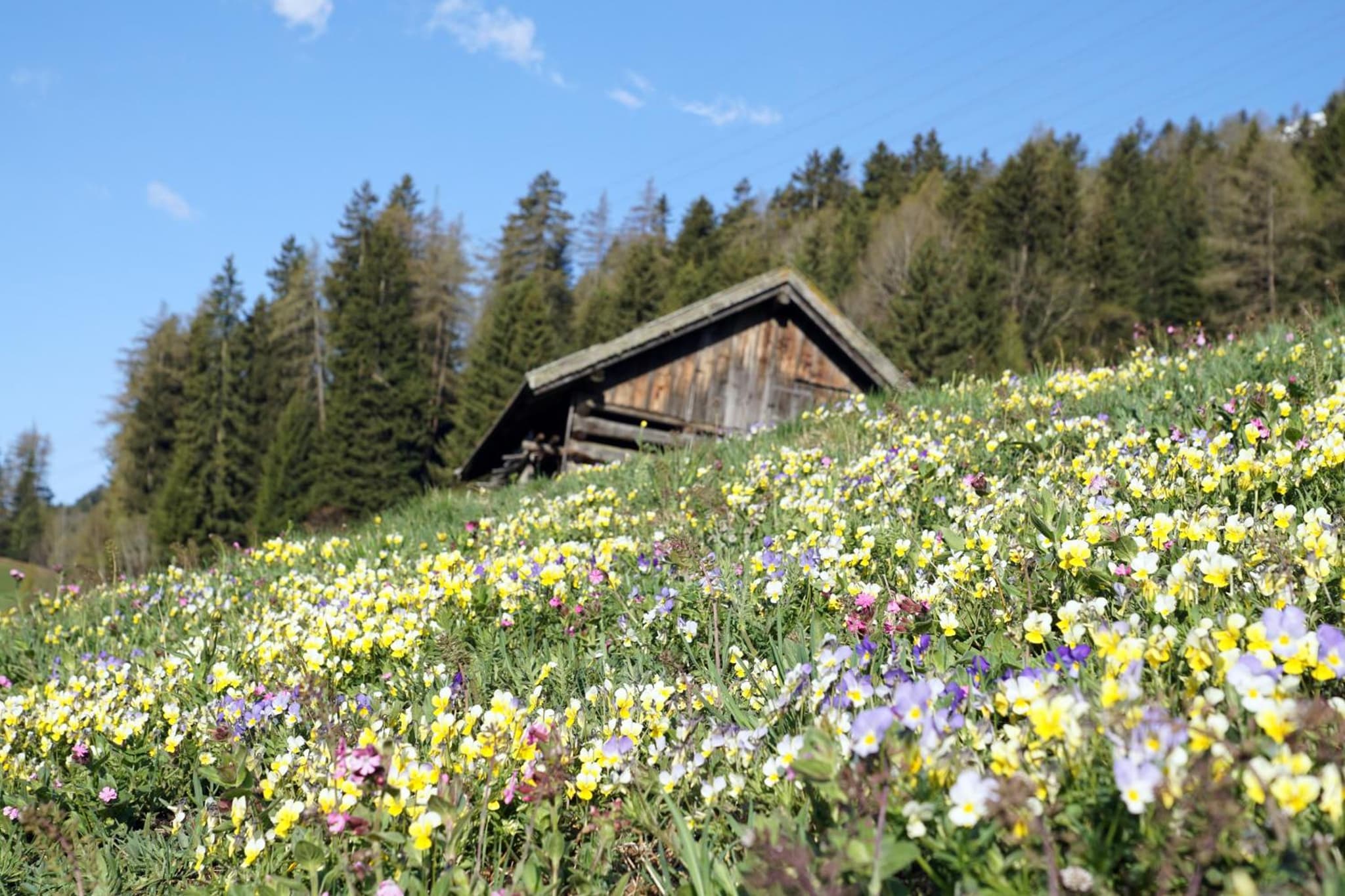 Landhaus Eiter photo 7