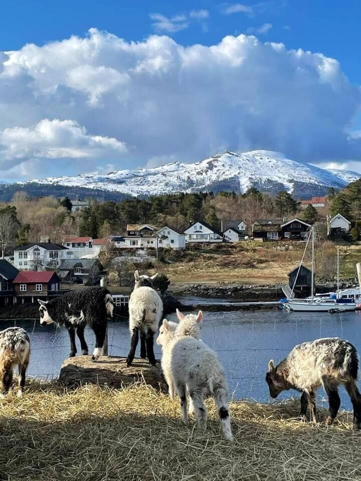 Draget gård, idyllisk småbruk ved sjøen photo 4