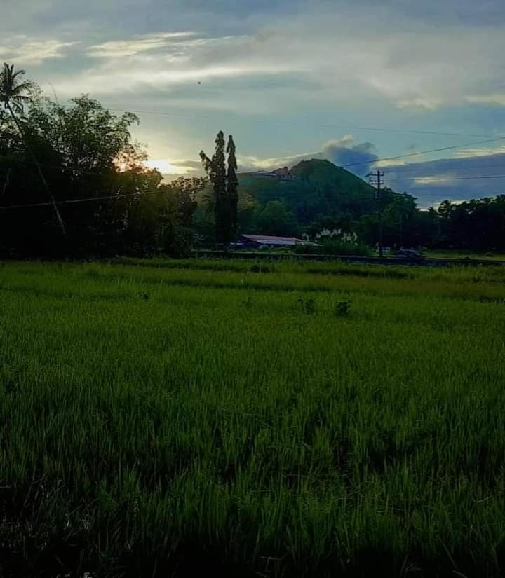 Bamboo Garden Tourist Inn photo 4
