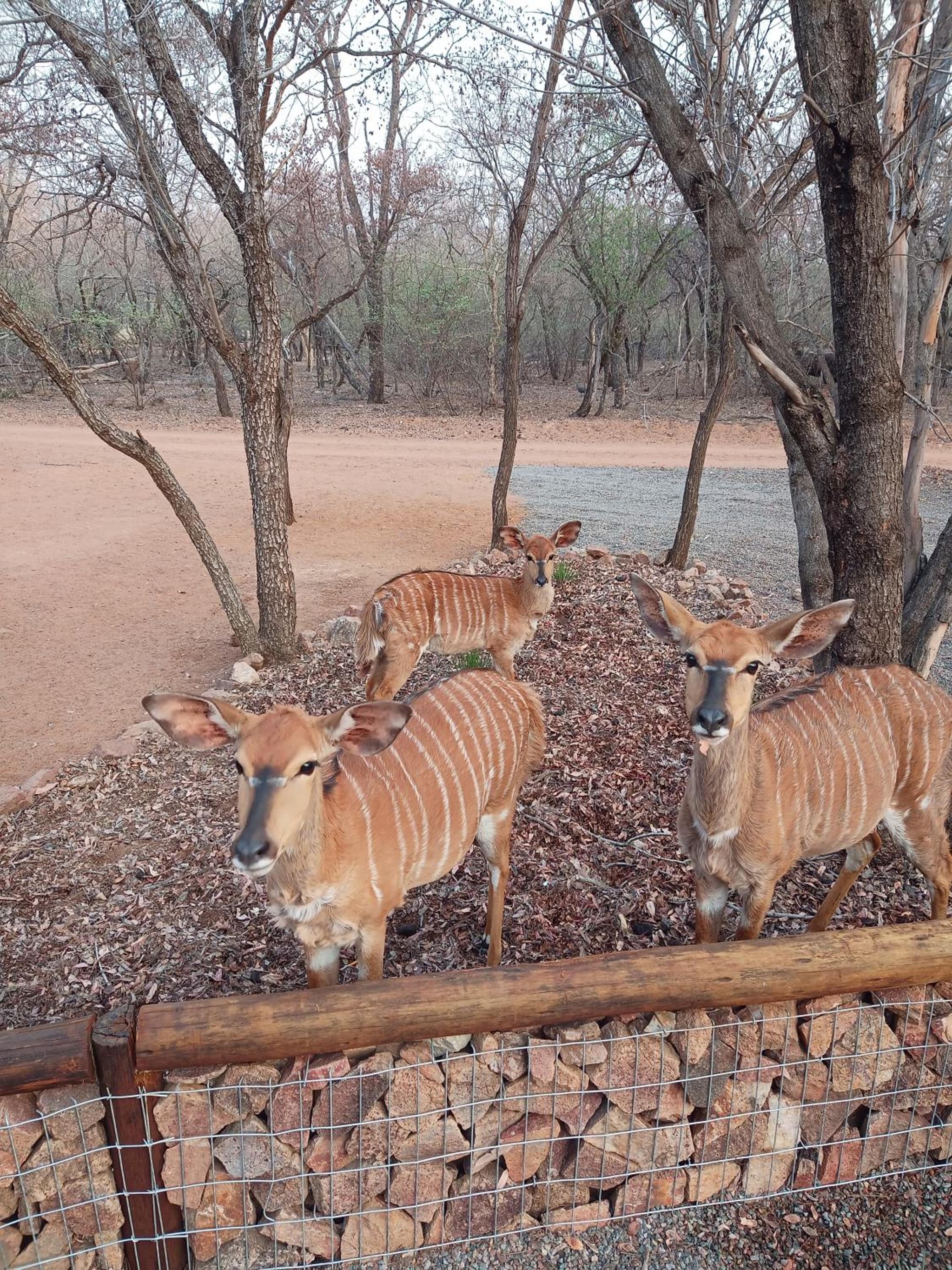 Woodpecker Villa Guesthouse photo 5