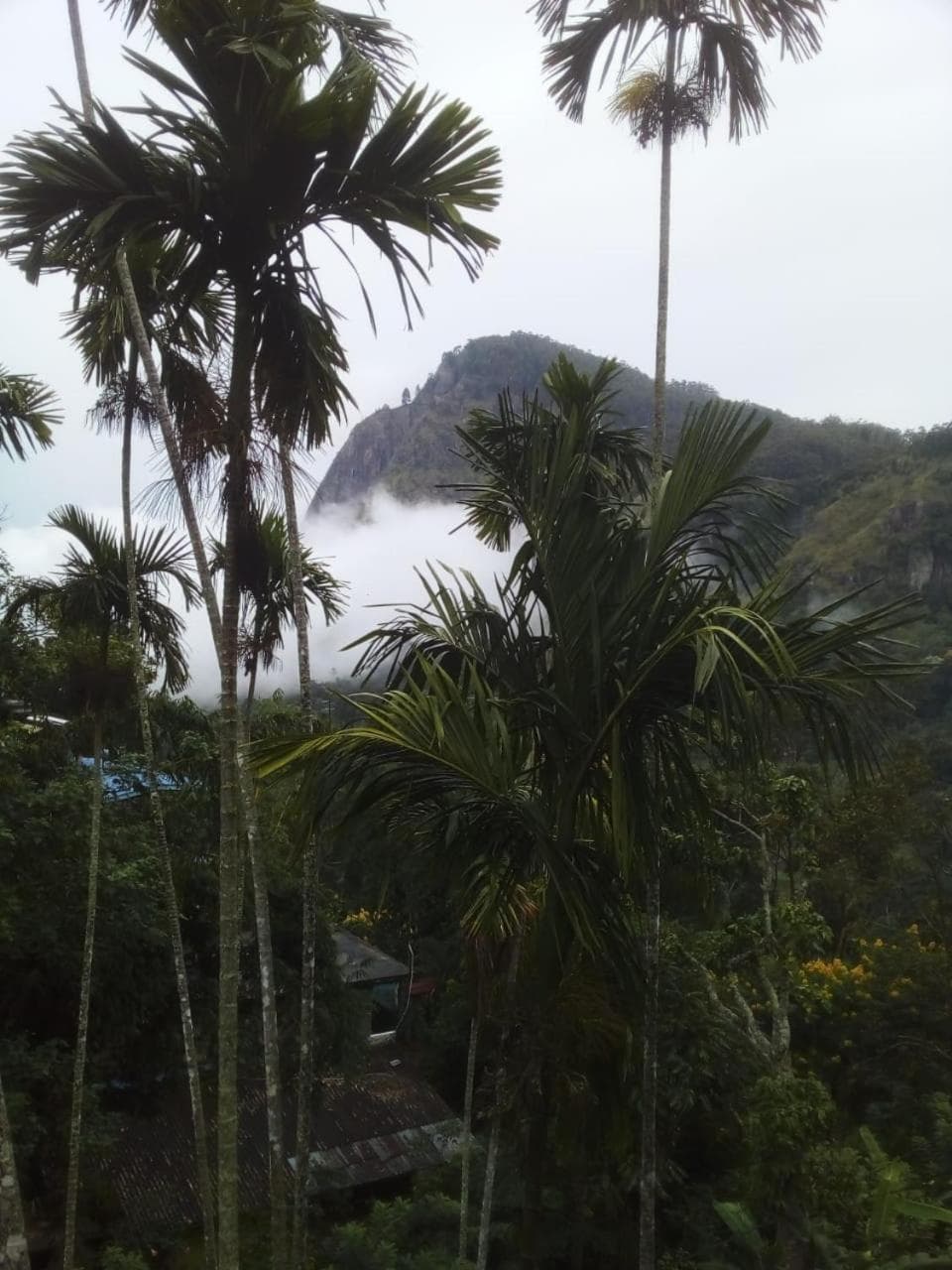 Misty Heaven photo 7
