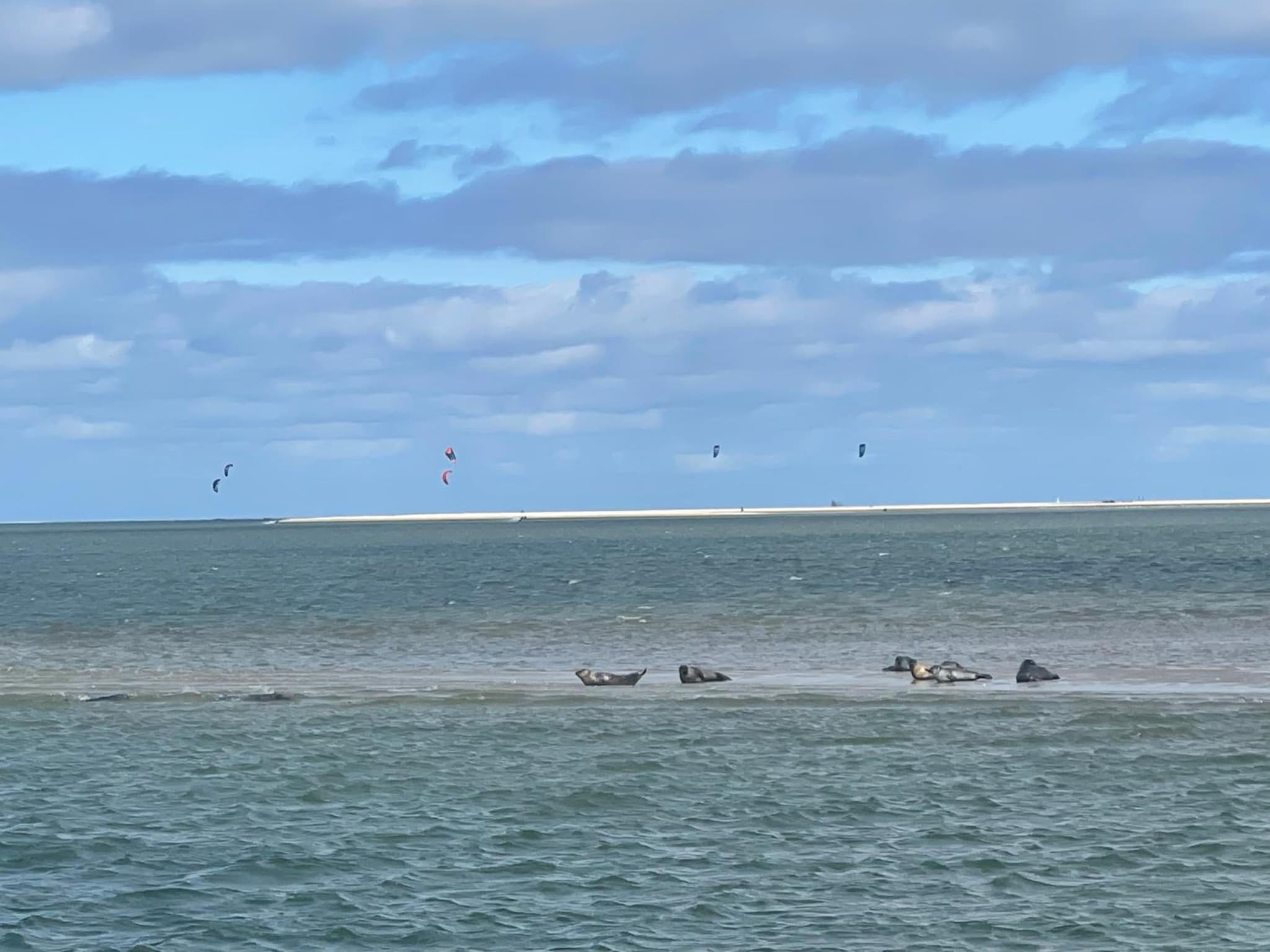 Hart van Petten photo 9