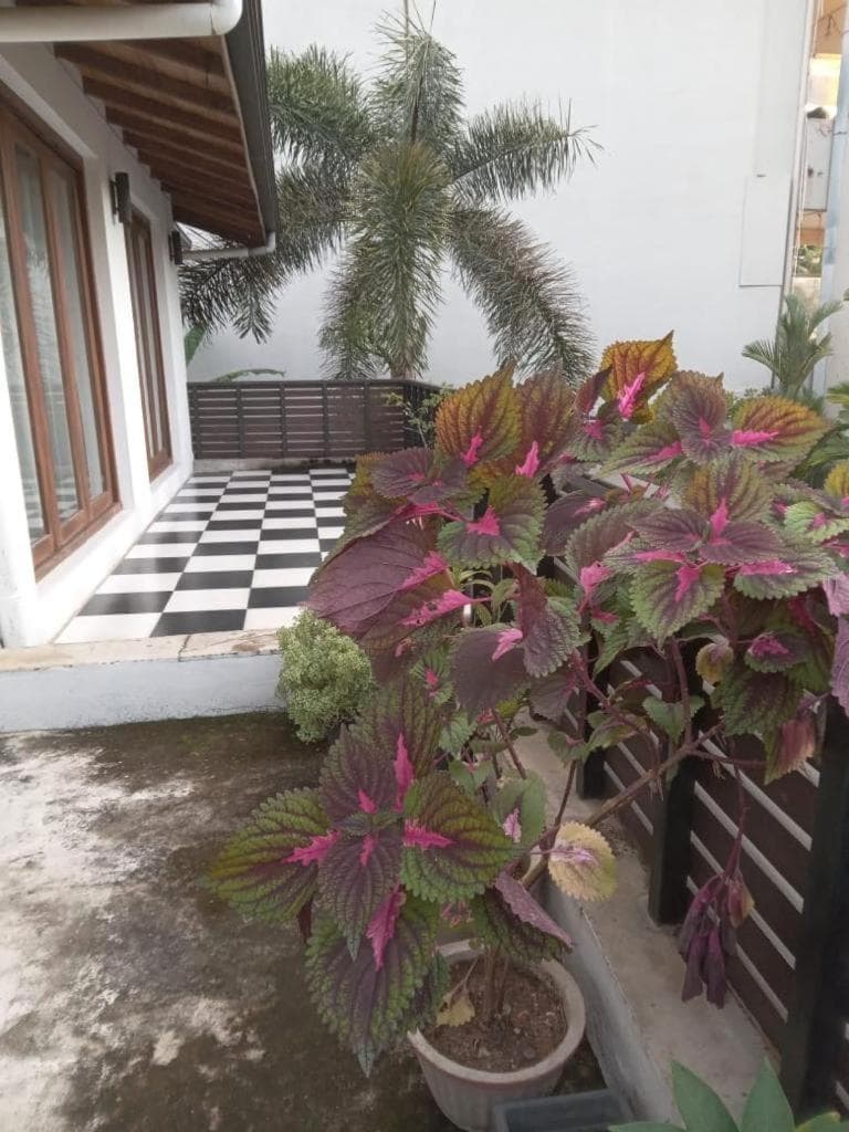 Mount Bliss Home Stay photo 5