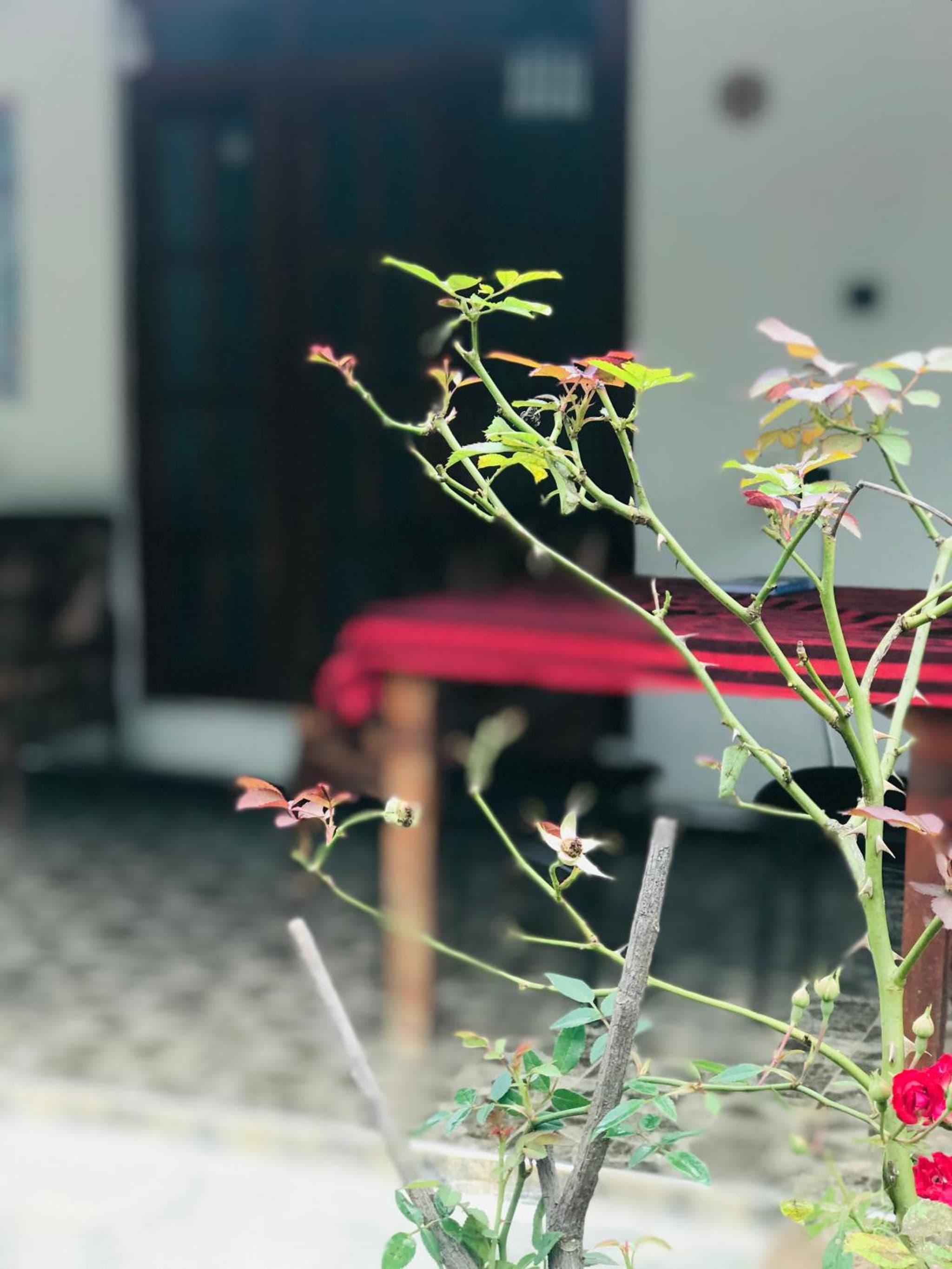 Cinnamon Homestay ella photo 7