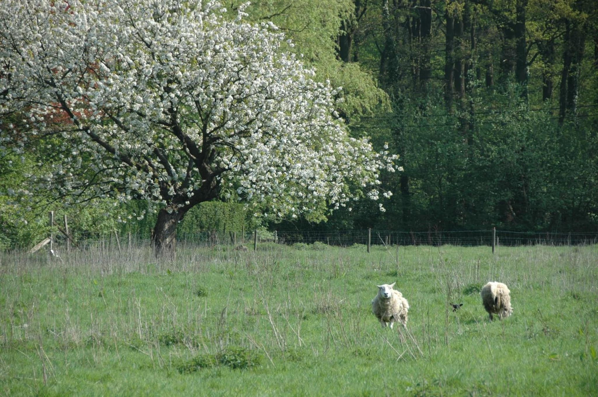 Gastenlogies Blauwe Schaap photo 6