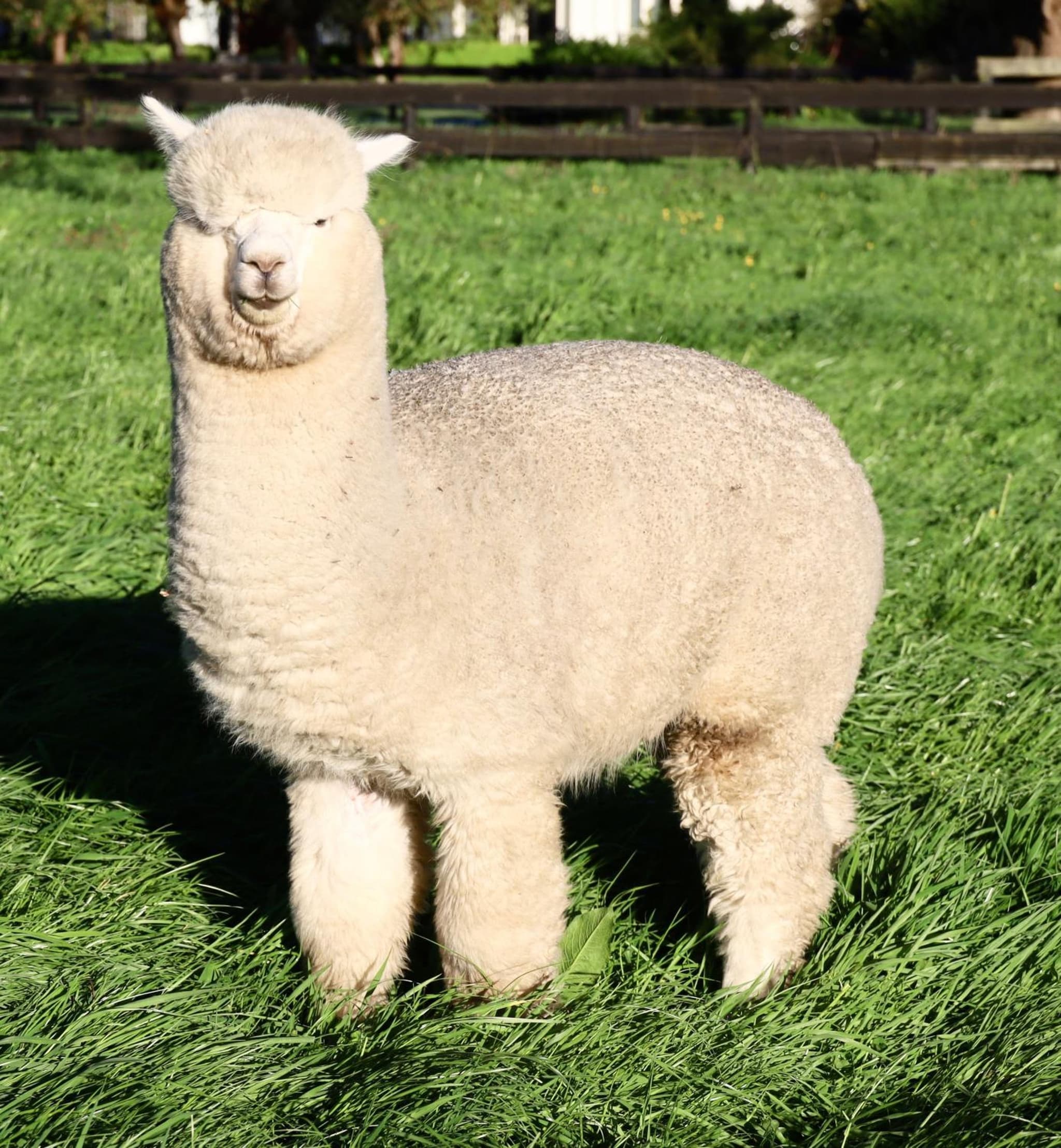Silverstream Alpaca Farmstay & Tour photo 2