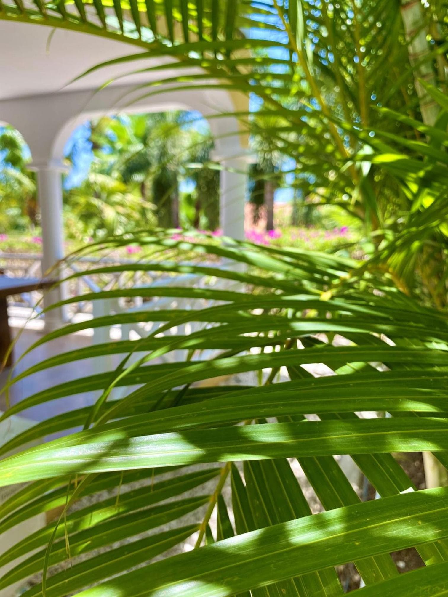 Abondante Paradise photo 4