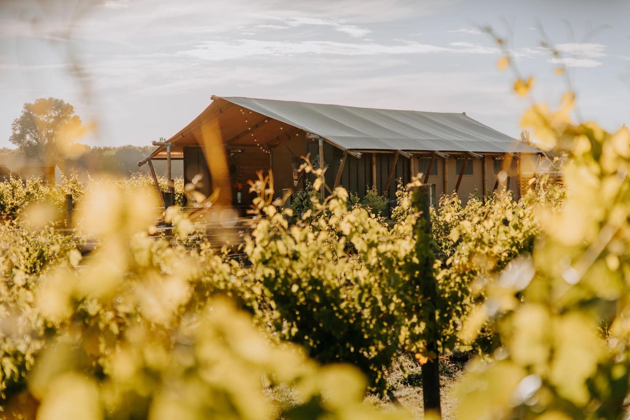 Villas & Vines Glamping photo 9