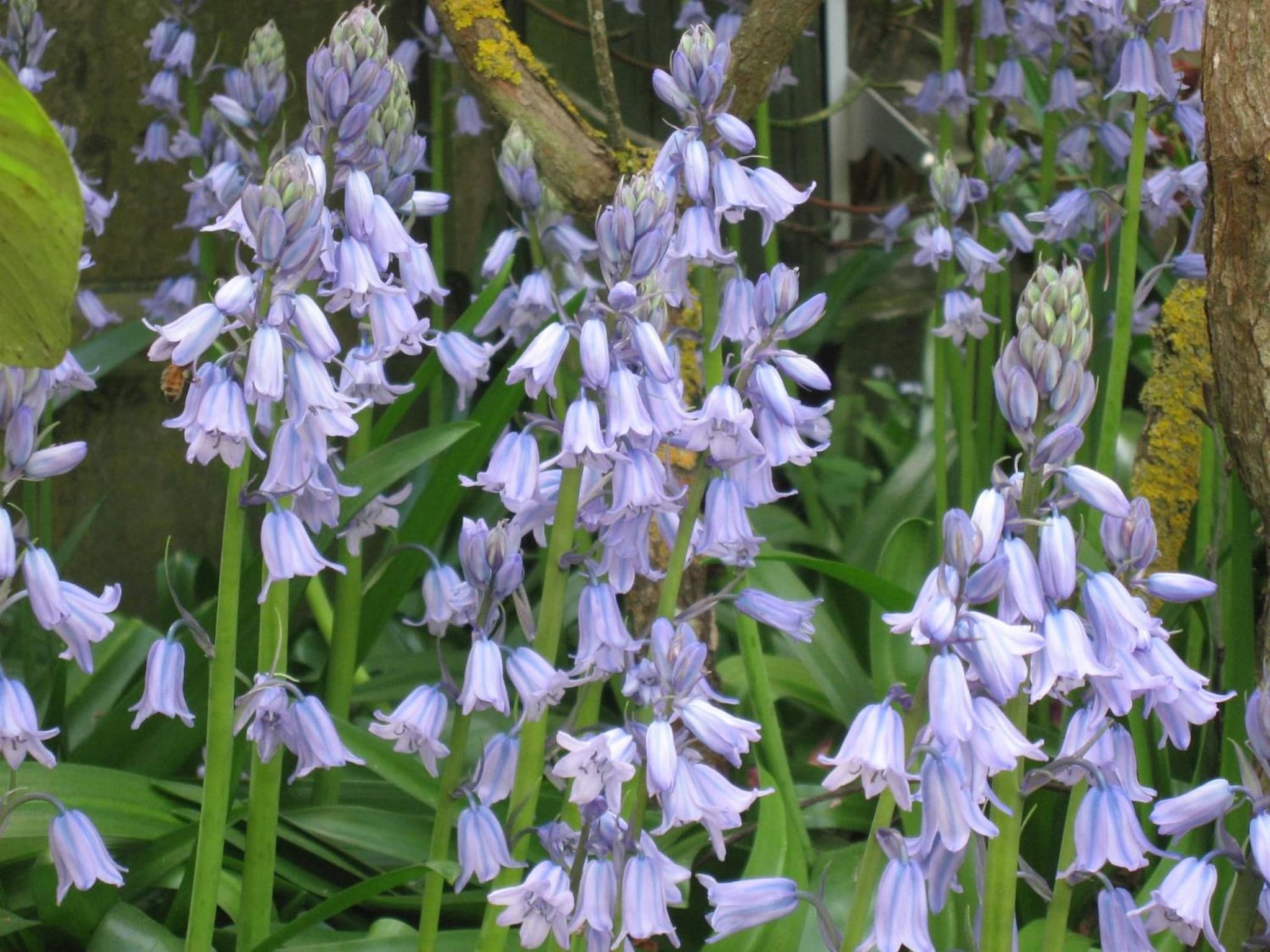 Bluebell Lodge and Cottage photo 4
