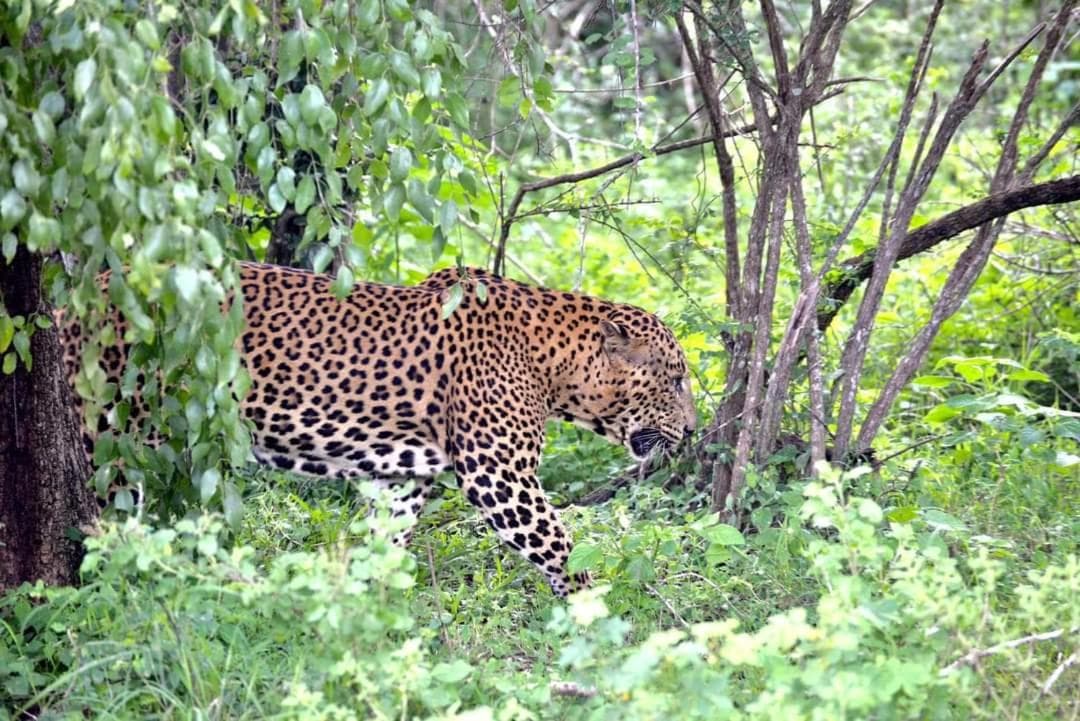 Kottamba Yala Stay & Safari photo 8
