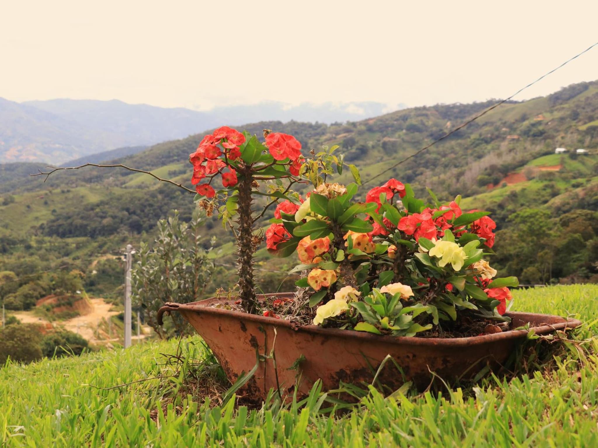 Allegra photo 9