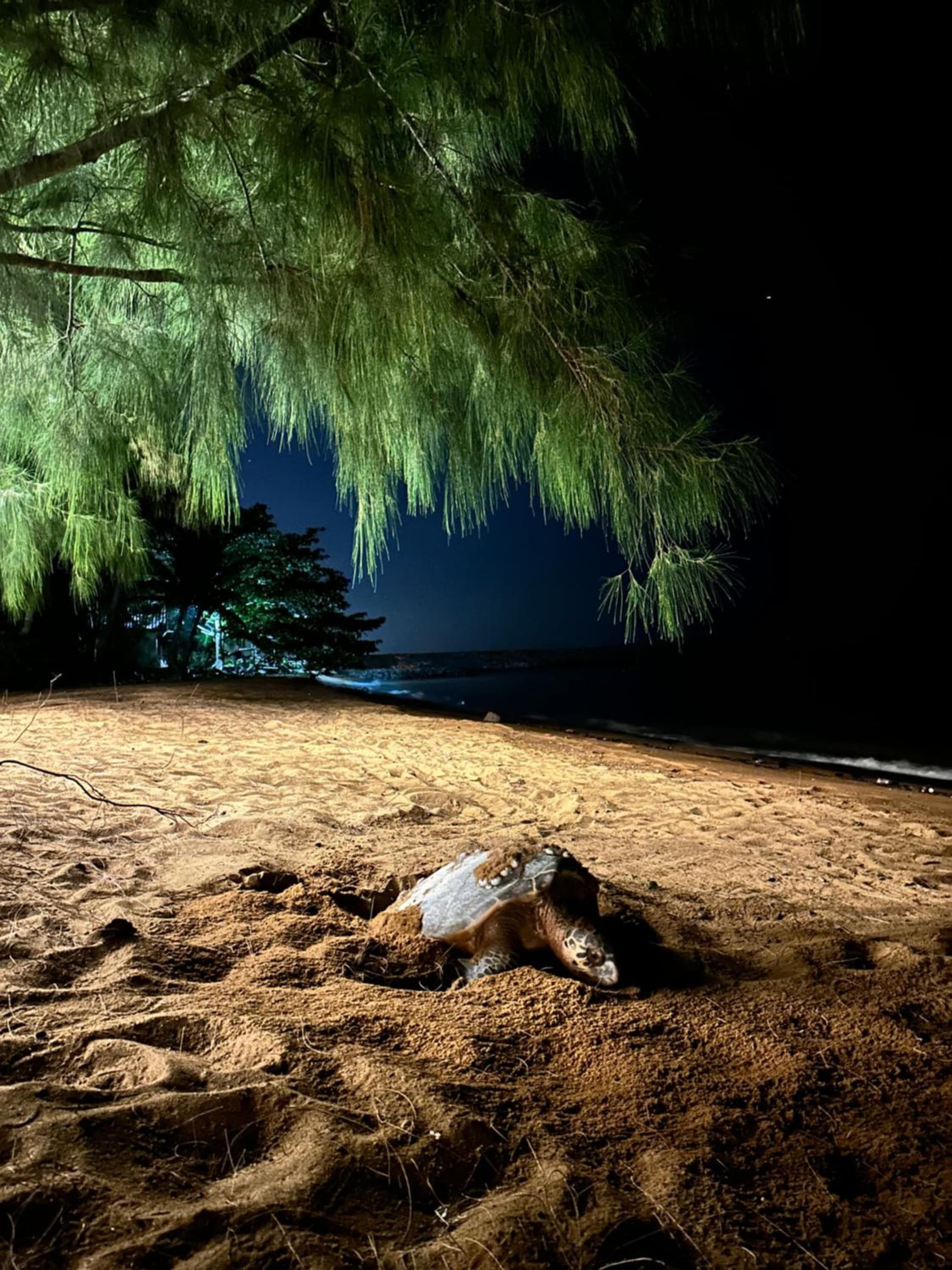 Beach N Breeze Glamping photo 3