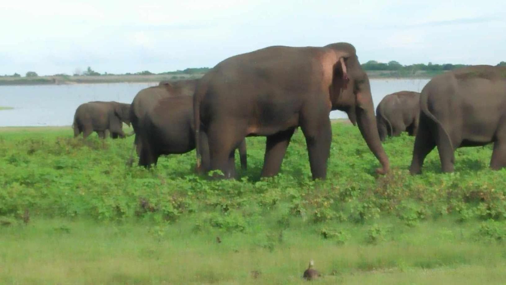 New Gama Guest photo 2
