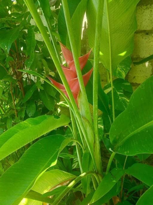 Bungalow 16 - Tropical Retreat photo 6
