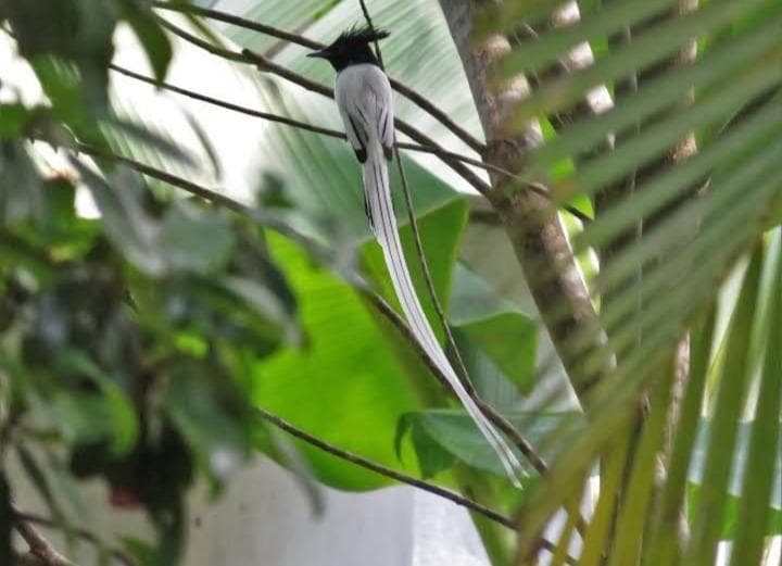Dinuri villa photo 5