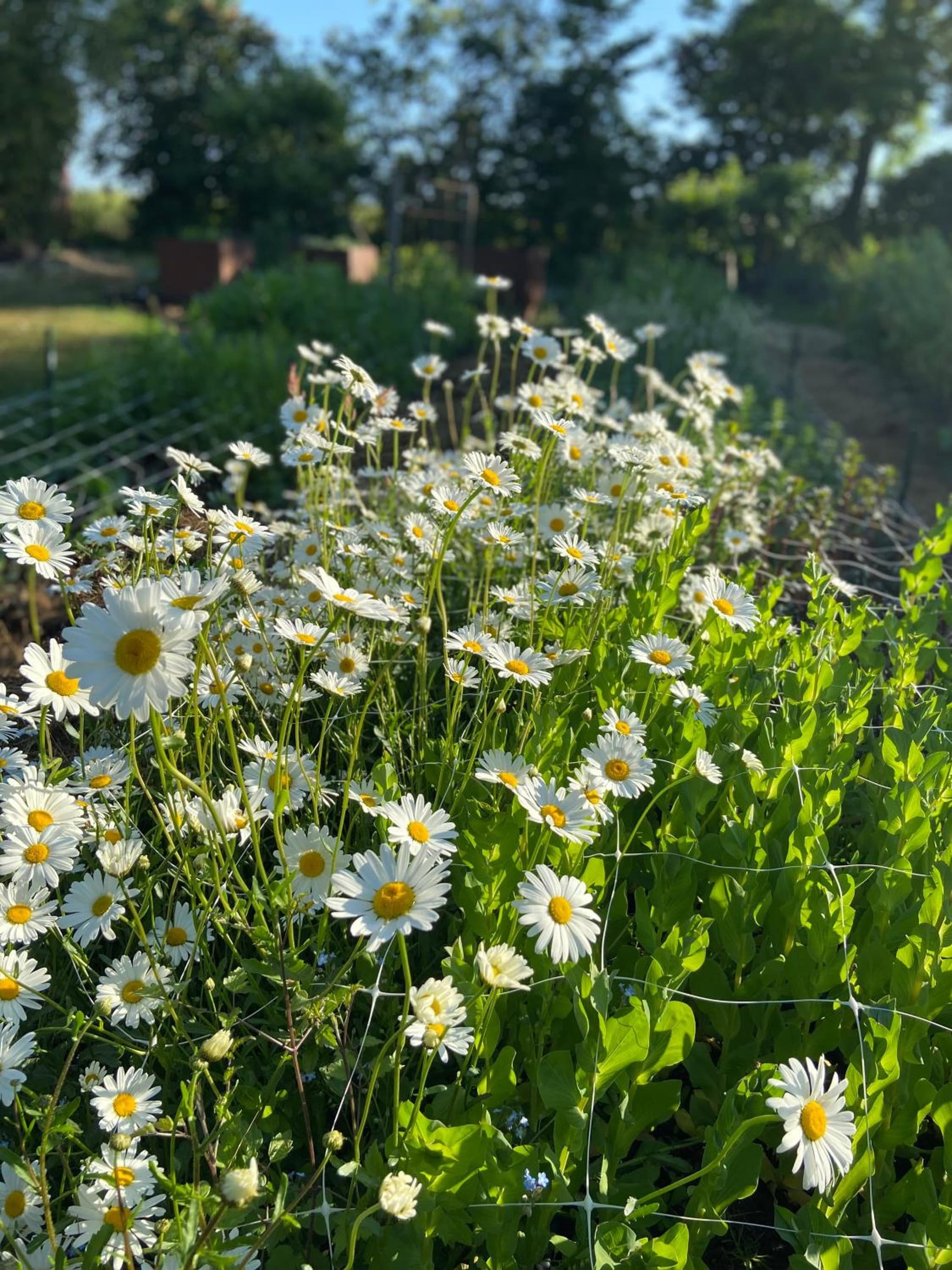 Blomstertantens Hus photo 2