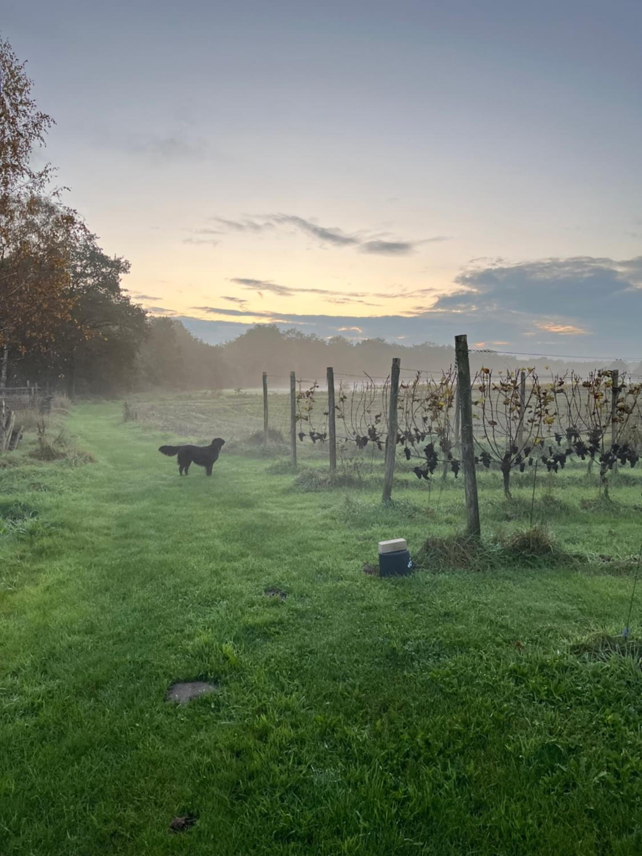 Erve Zonnehoeve B&B en Wijngaard photo 6