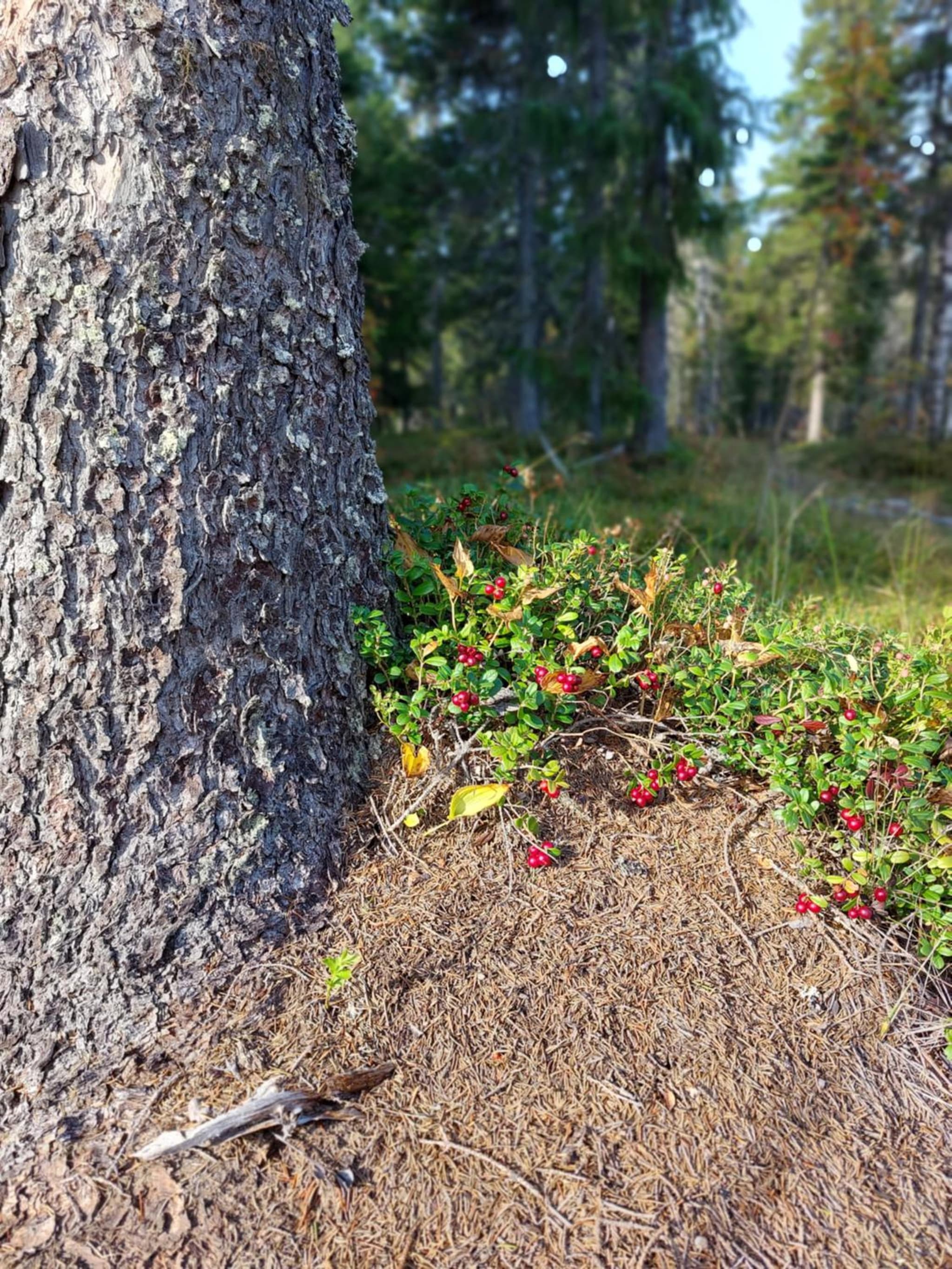 Arctic Nest Forest Cabin photo 9