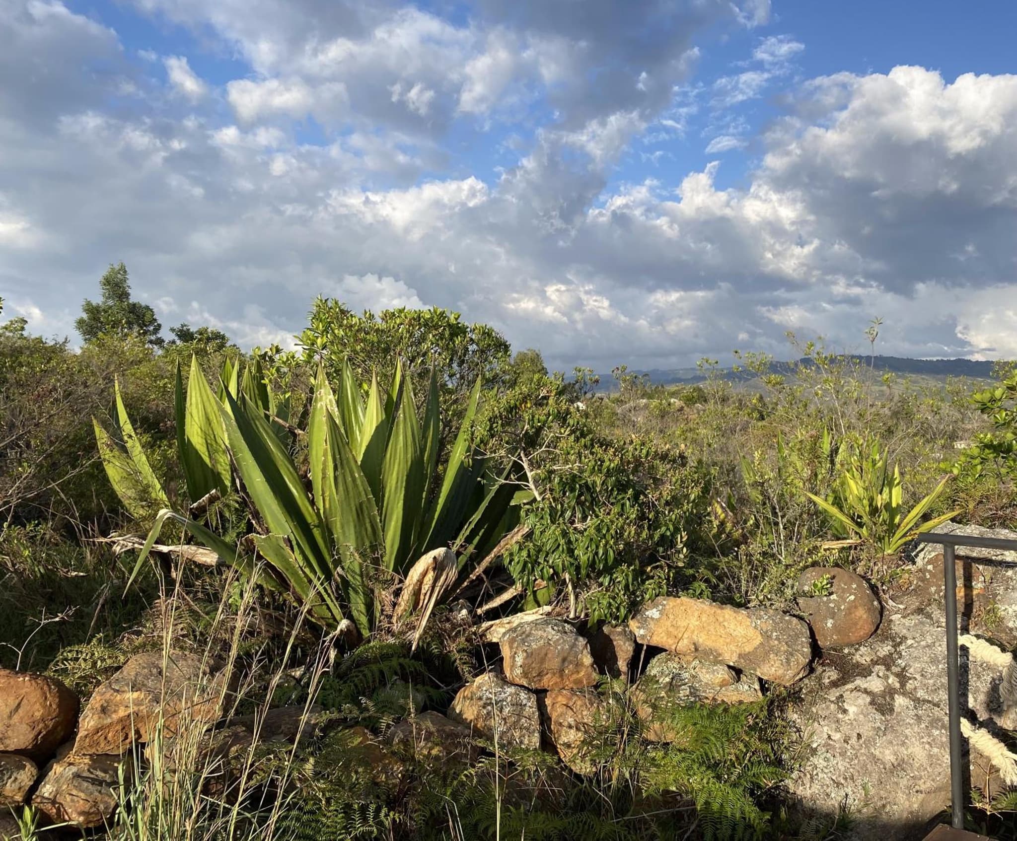 Iraca Glamp photo 8