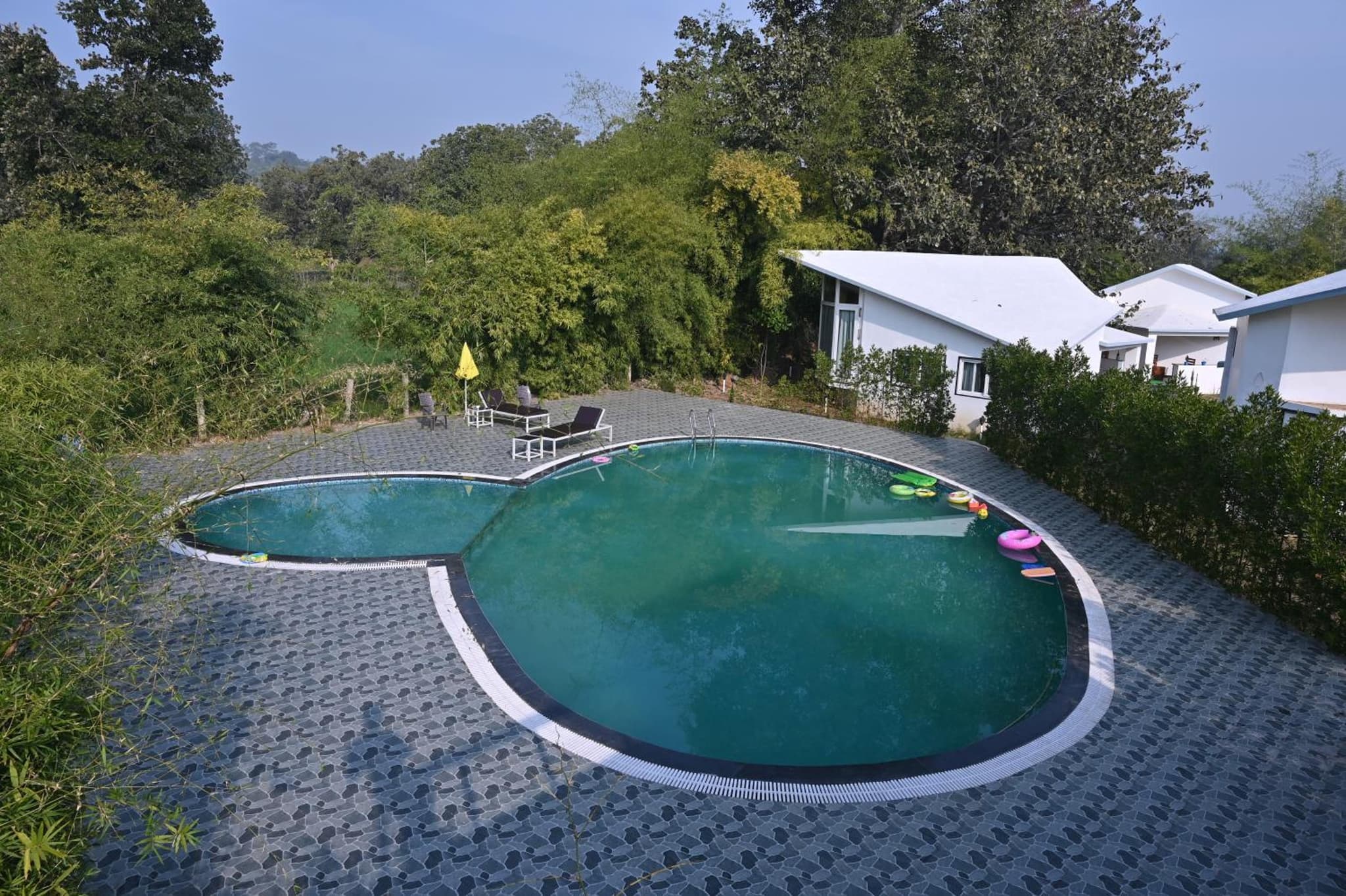 Olive photo 6