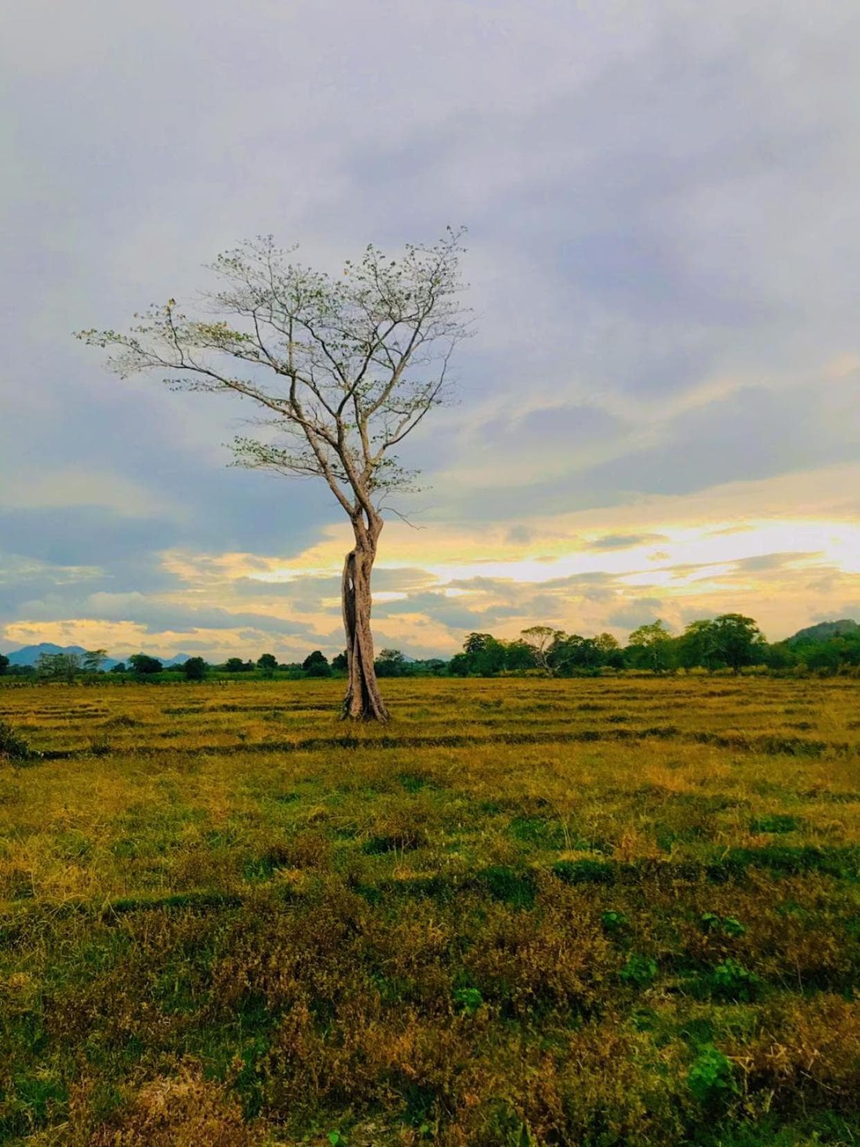 Ceylon Breeze Sigiriya photo 4