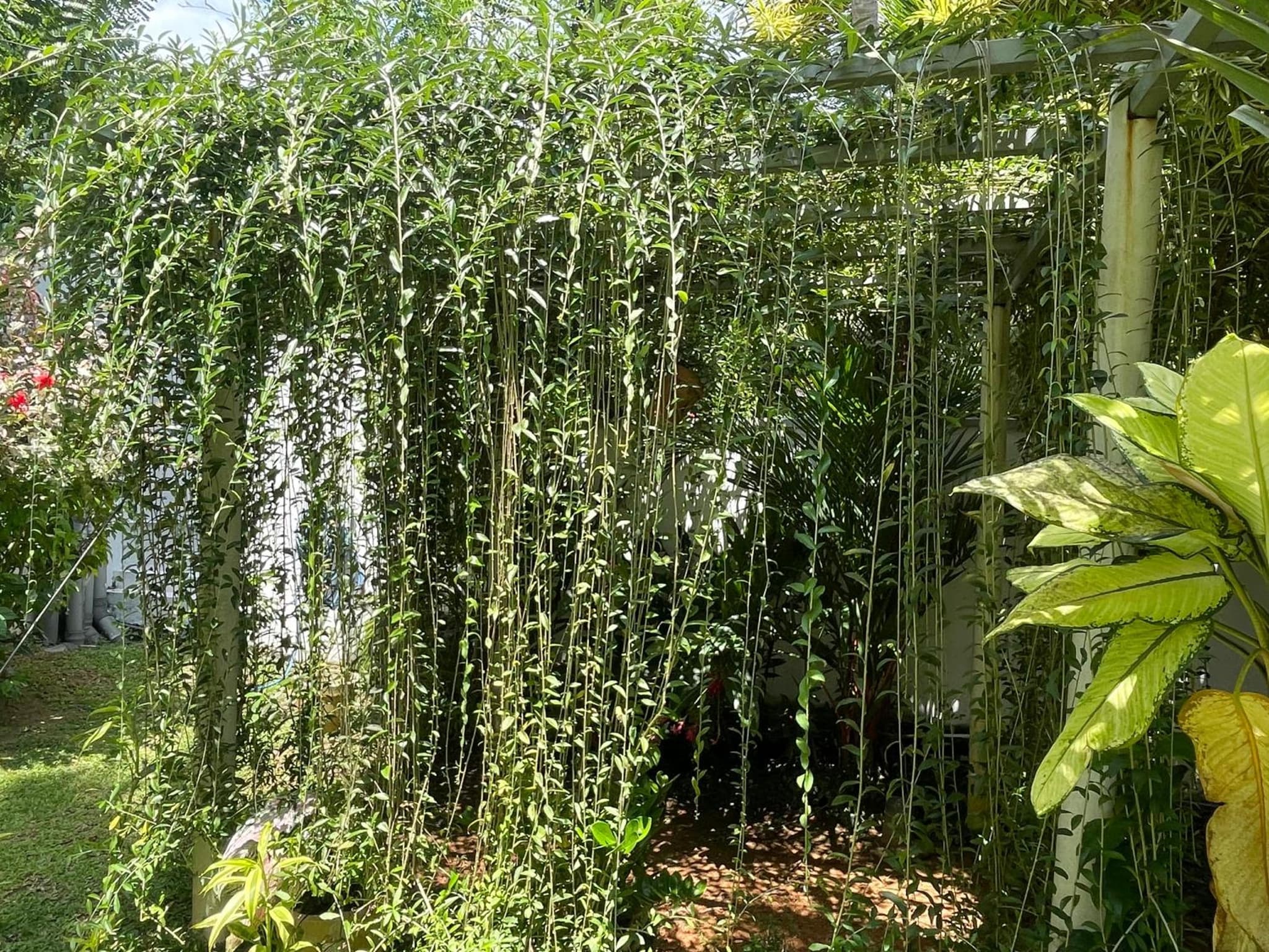 Plantation House photo 2