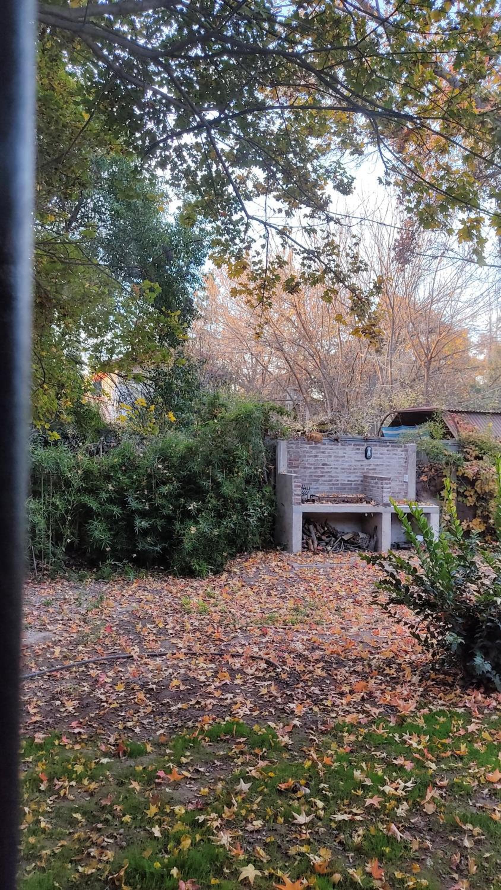 Old Willow photo 2
