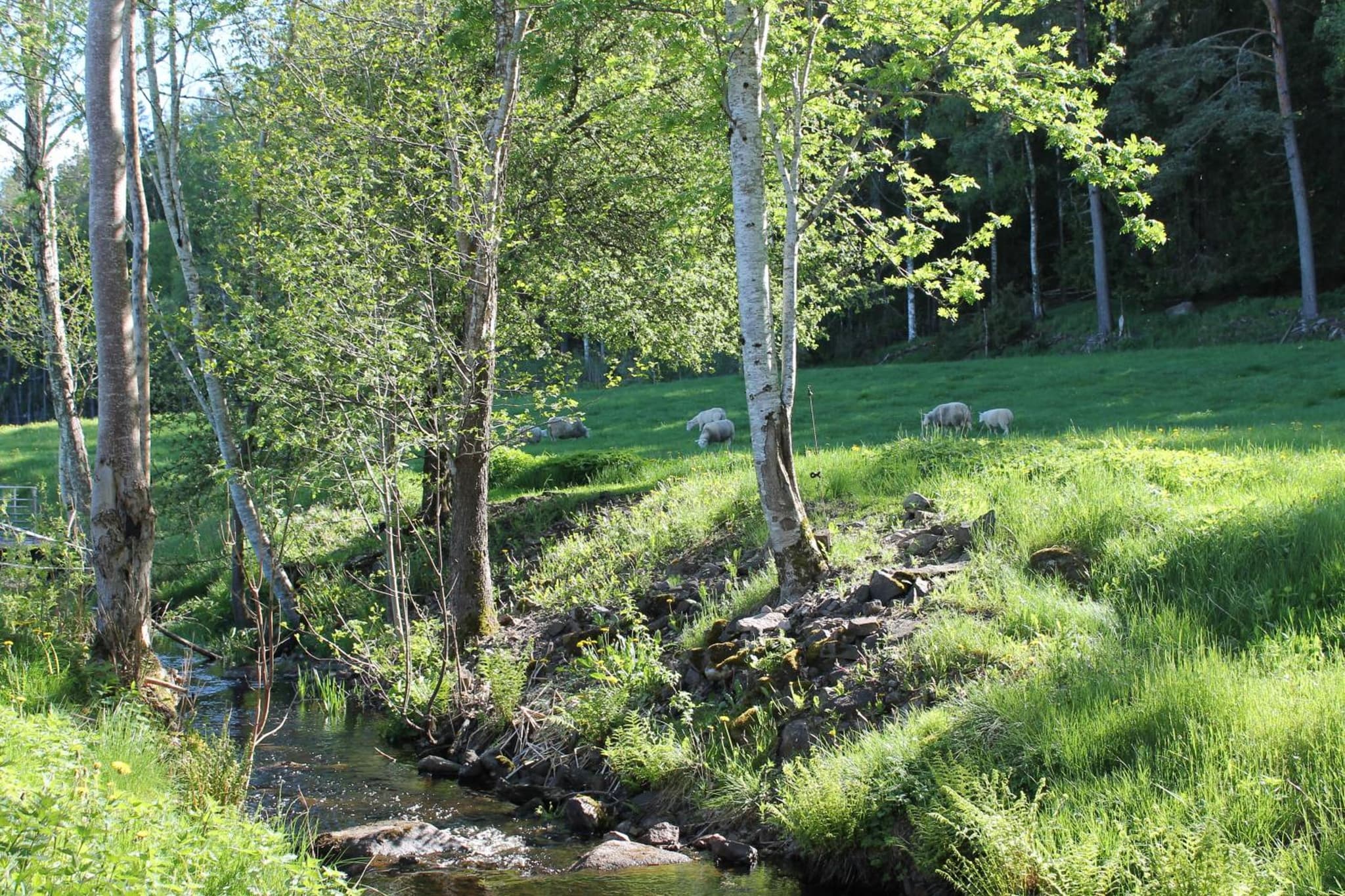 Fårgården Åsebol photo 8