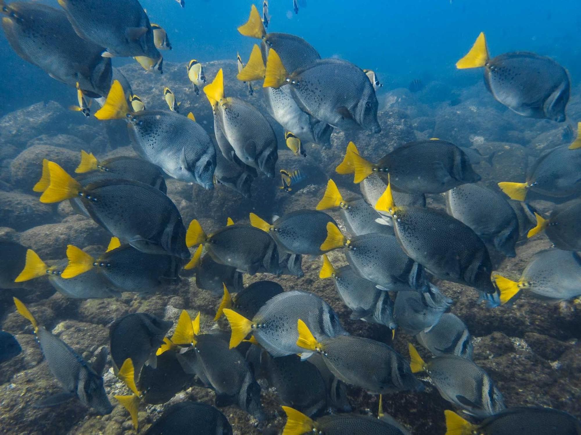 Sealion Dive Center photo 2