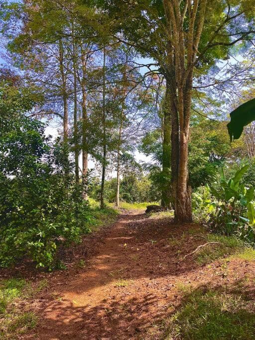 BooHouse - A Wild Cabin in Colombia photo 6
