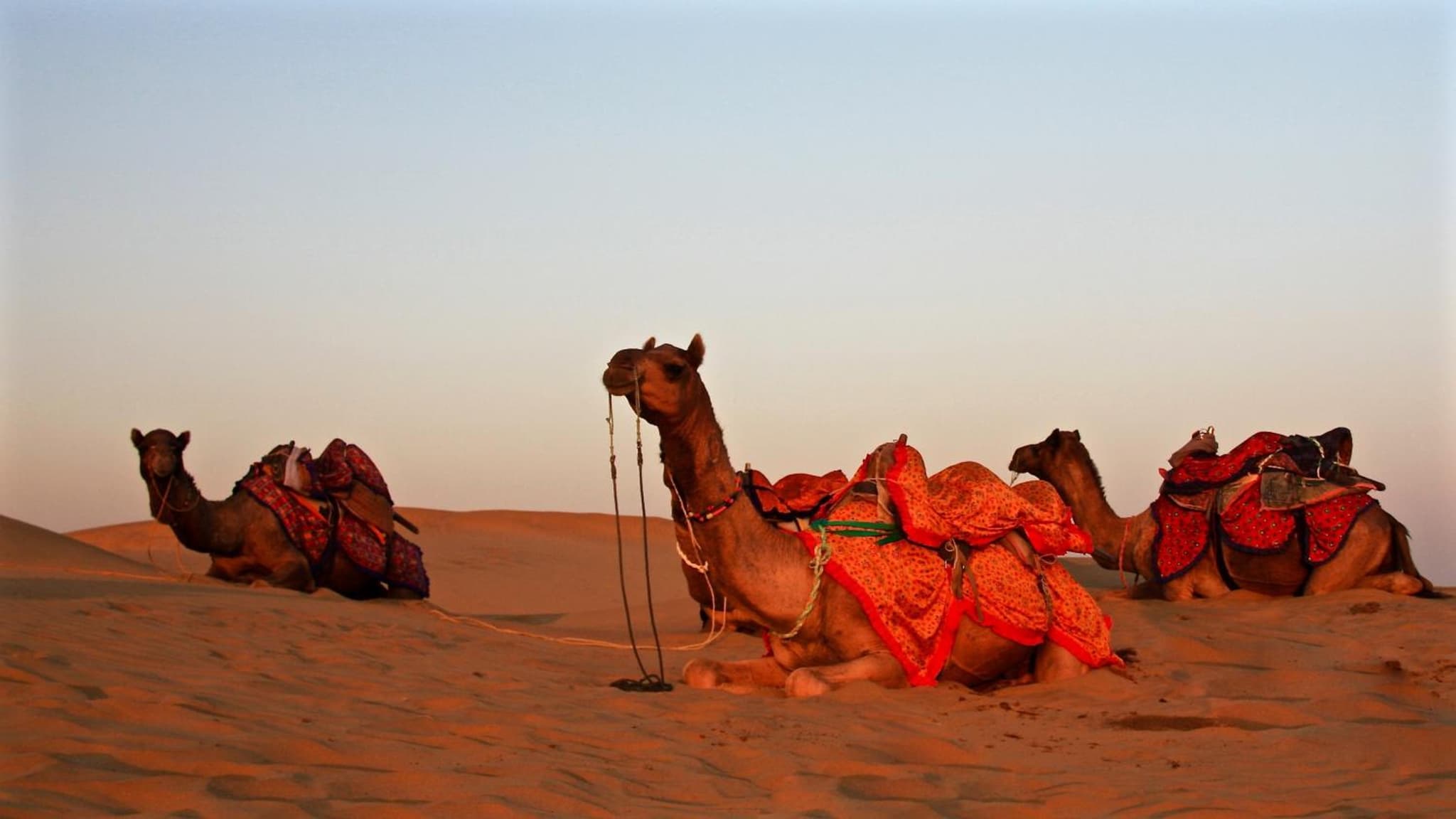 Damodra Desert Camp photo 5