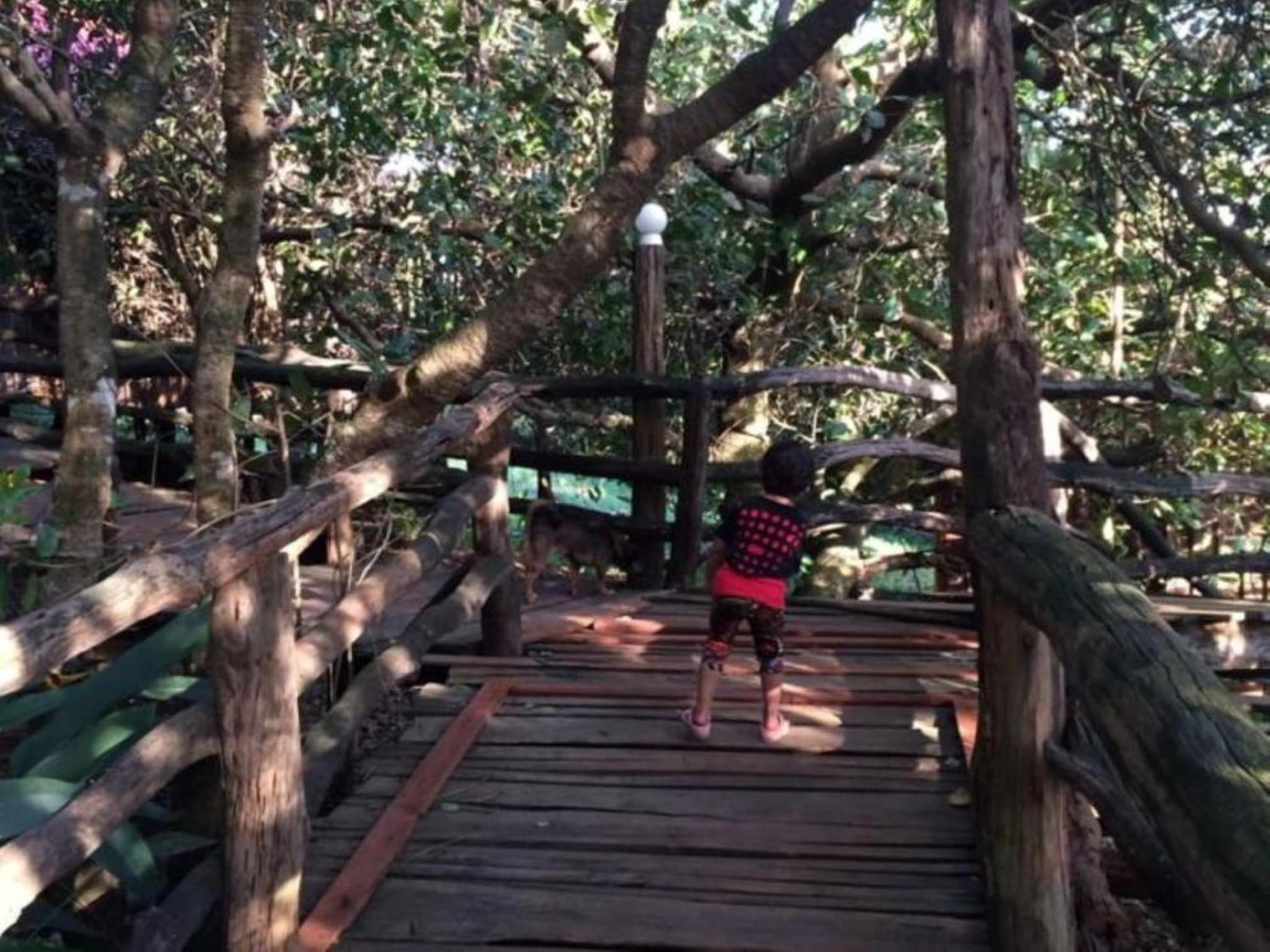 Tree Top Eco-Lodge photo 4