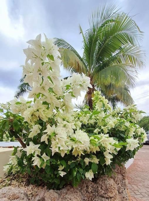 Acogedor apartamento en Estrella Dominicus photo 8