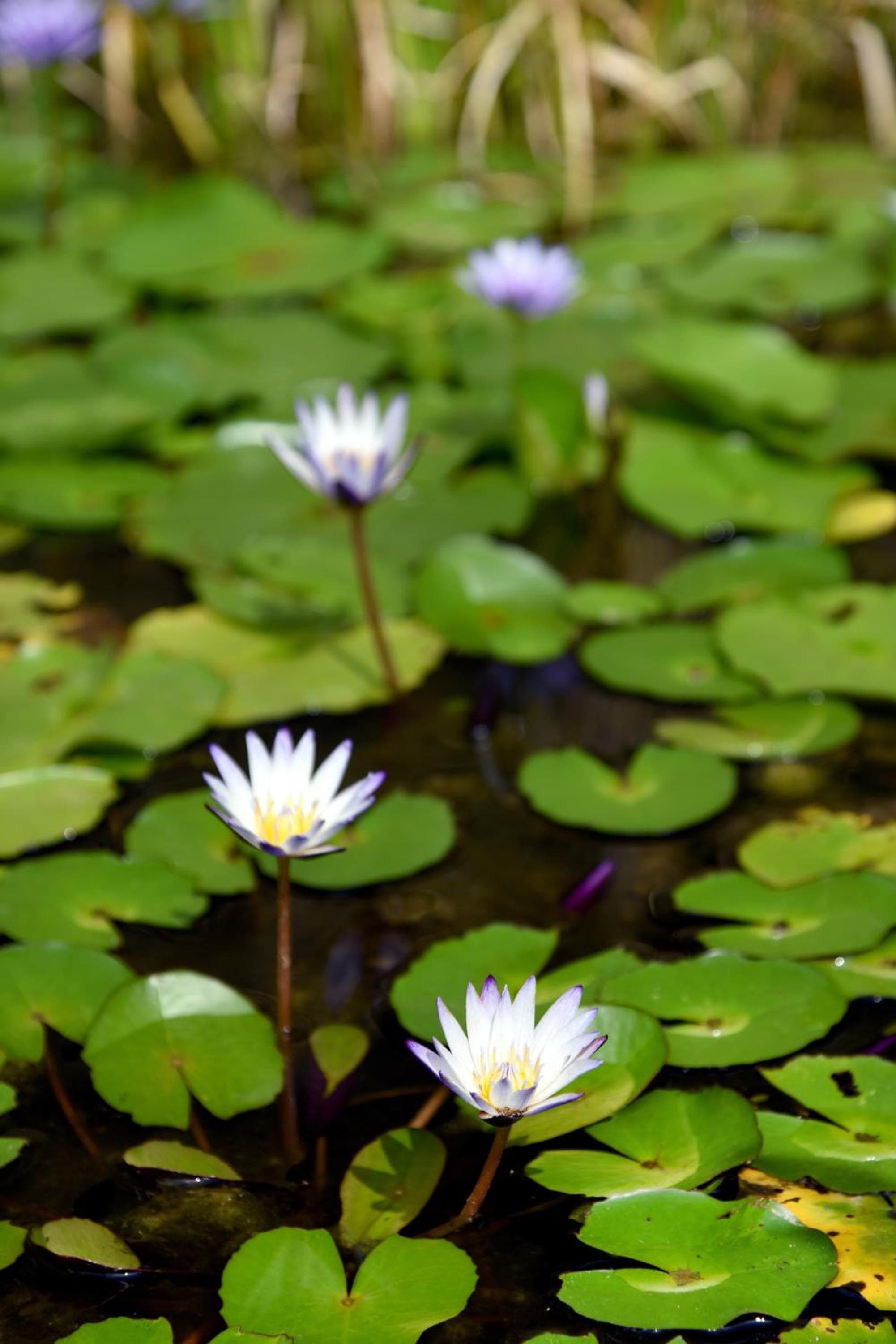 Sun Moon Lake Bamboo Rock Garden photo 9