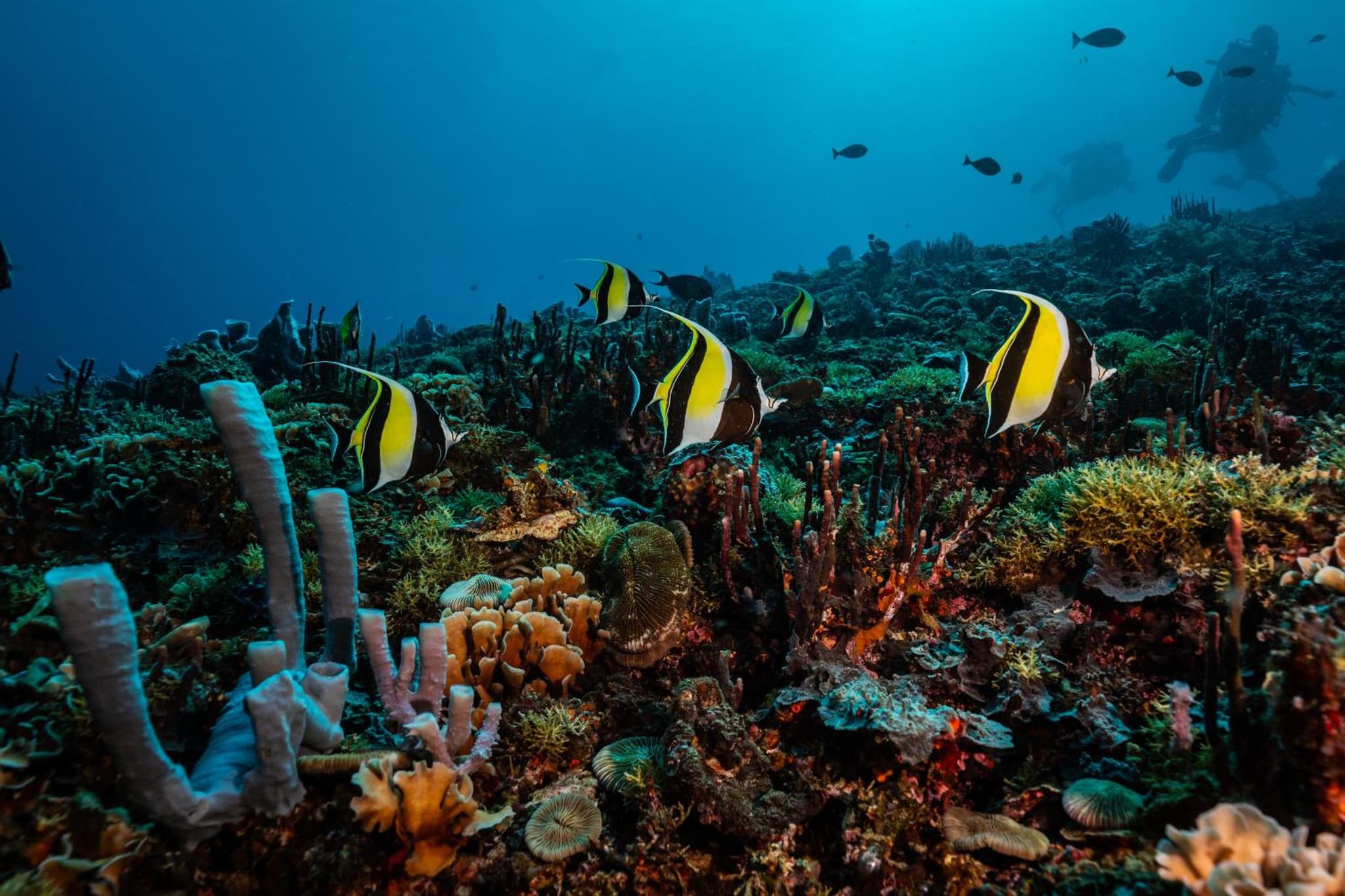Trawangan Dive Centre photo 2