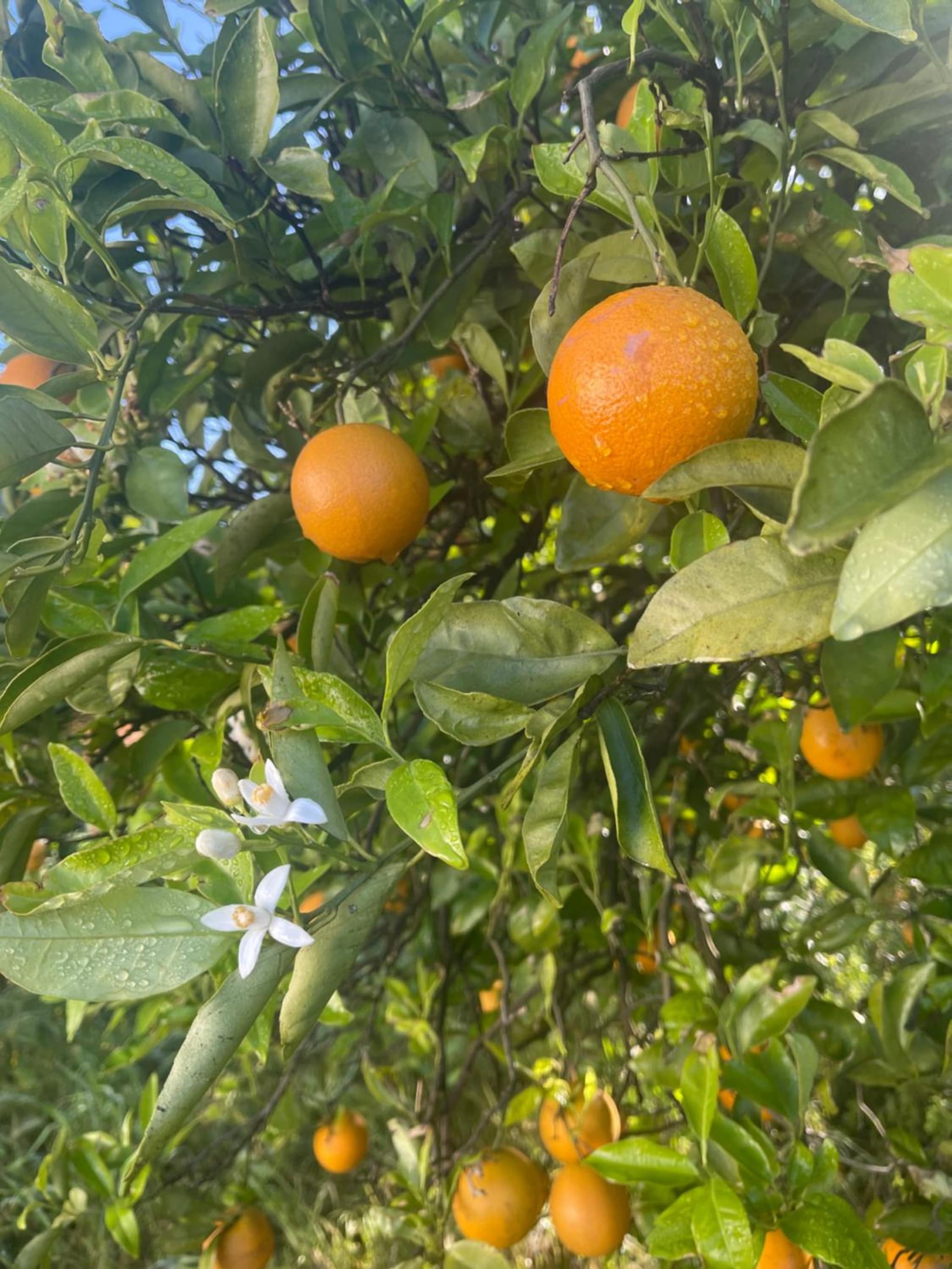 Orange Grove Residence photo 5