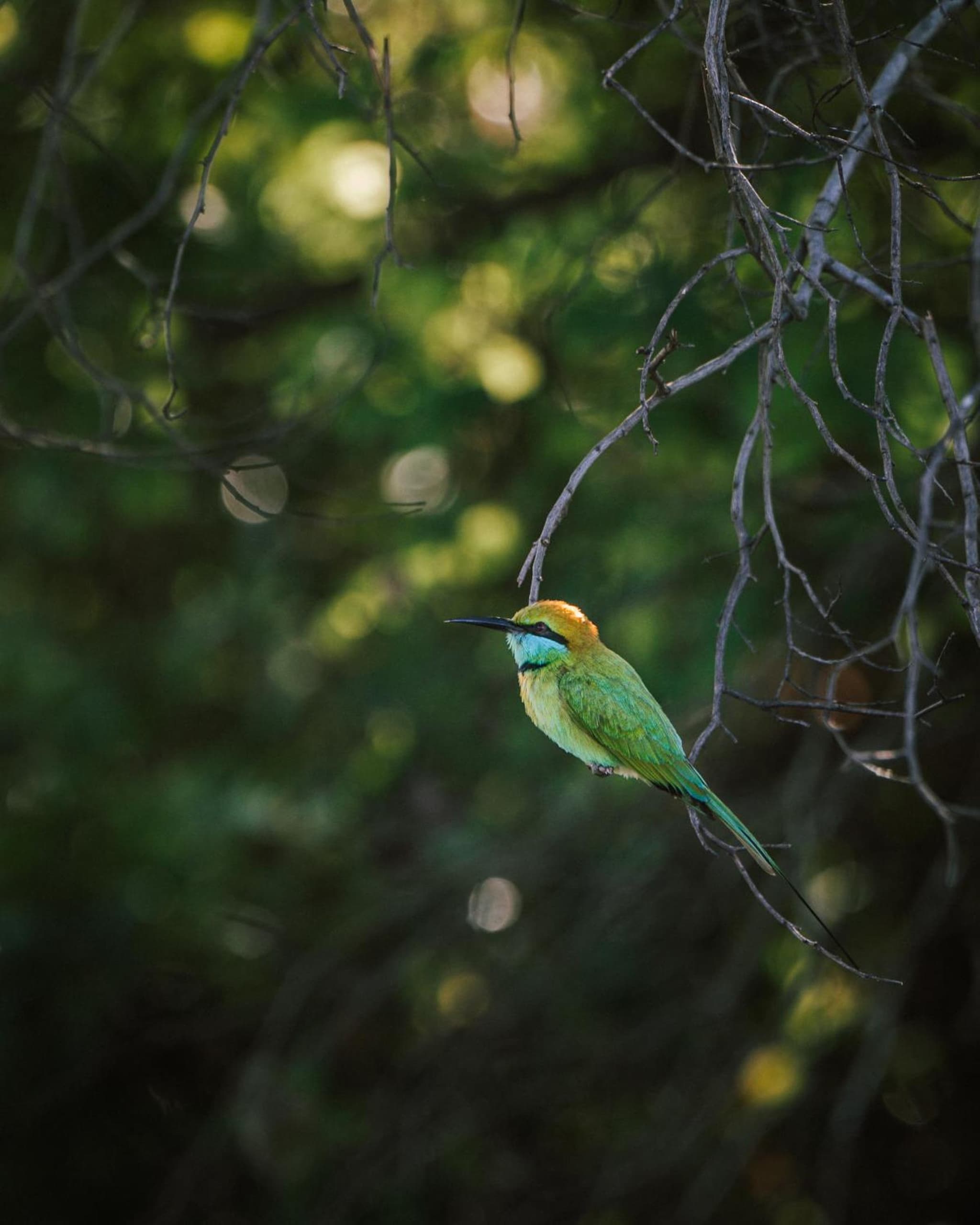 Roam Wings Safari Hotel photo 8